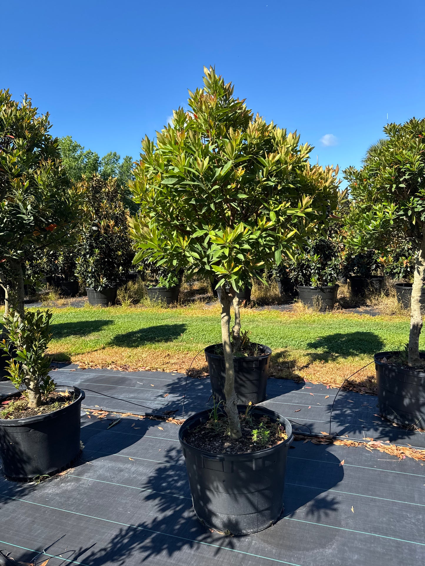 Japanese Blueberry Tree (Elaeocarpus Decipiens) 30 Gallon