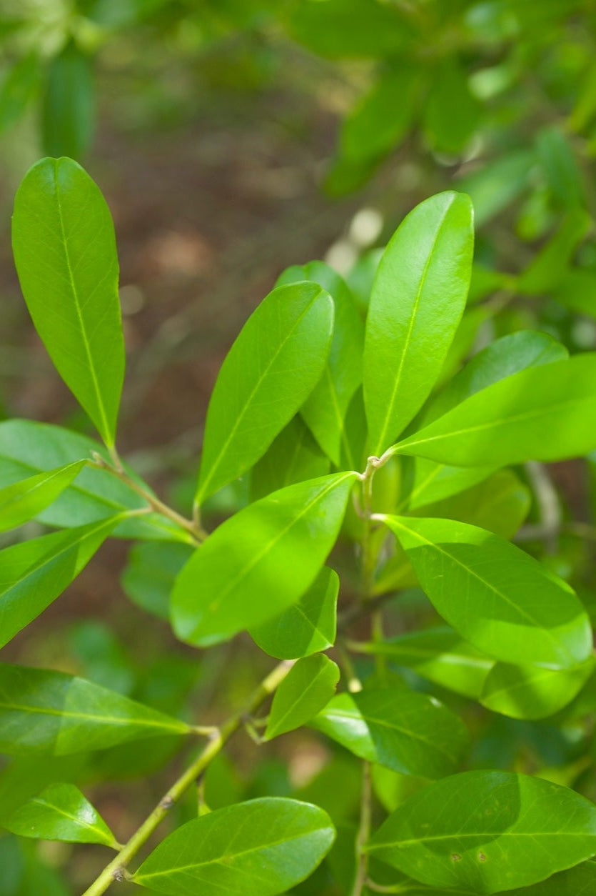 Dahoon Holly (Ilex Cassine)