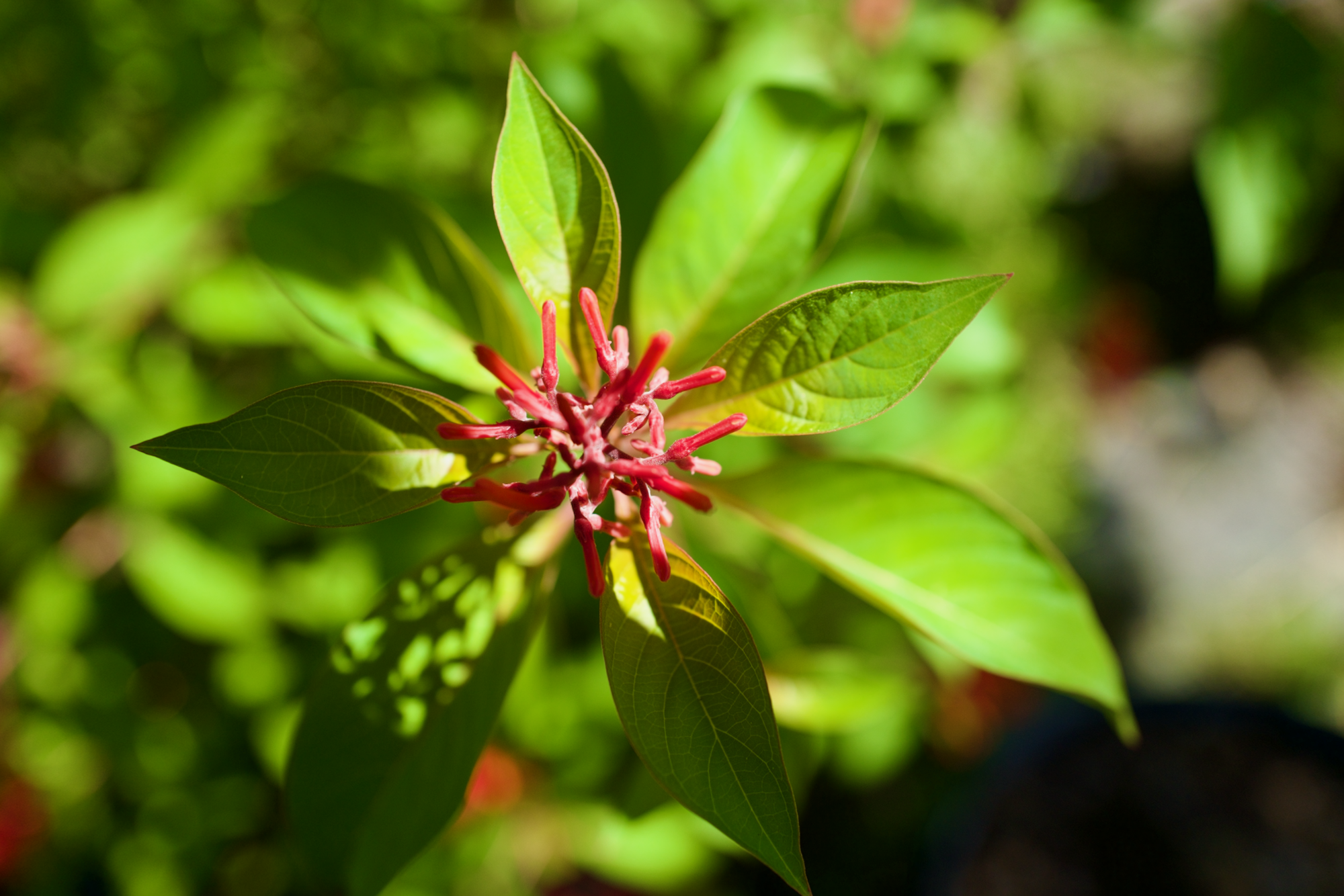 Native Firebush (Hamelia Patens)