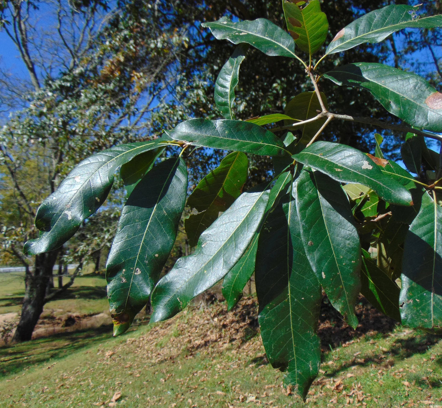 Laurel Oak (Quercus Laurifolia) 3 Gallon
