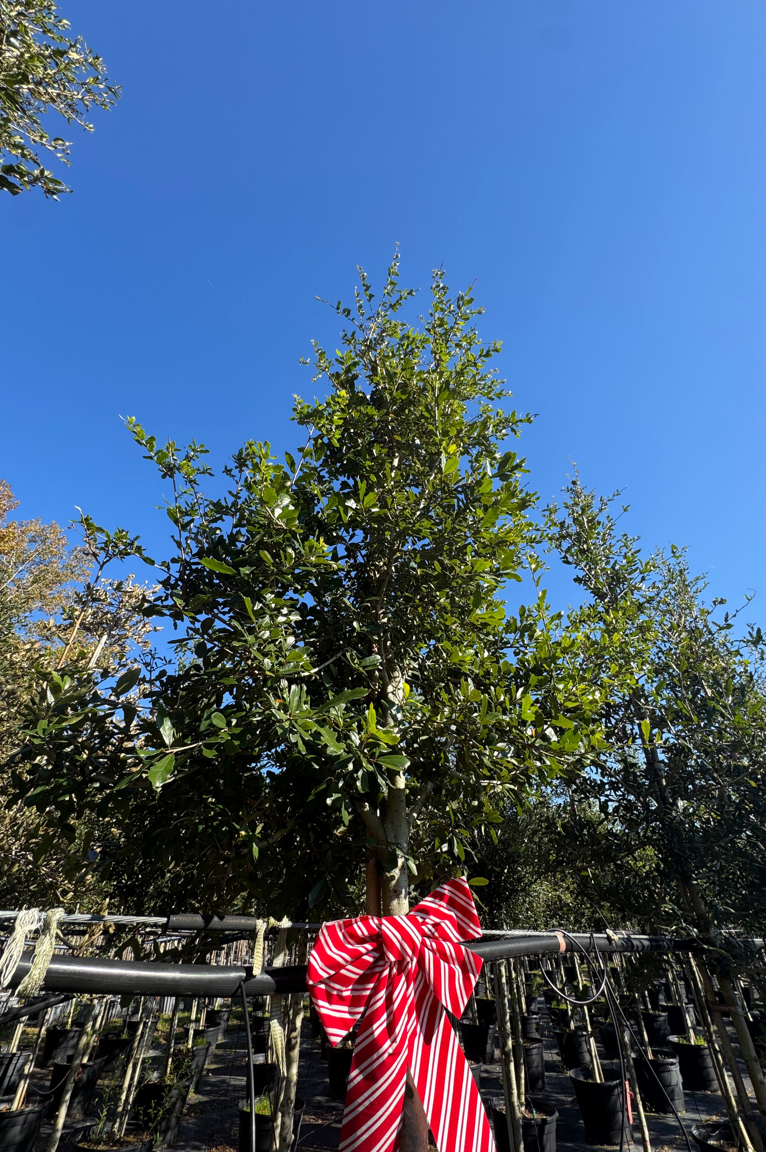 Live Oak (Quercus Virginiana)