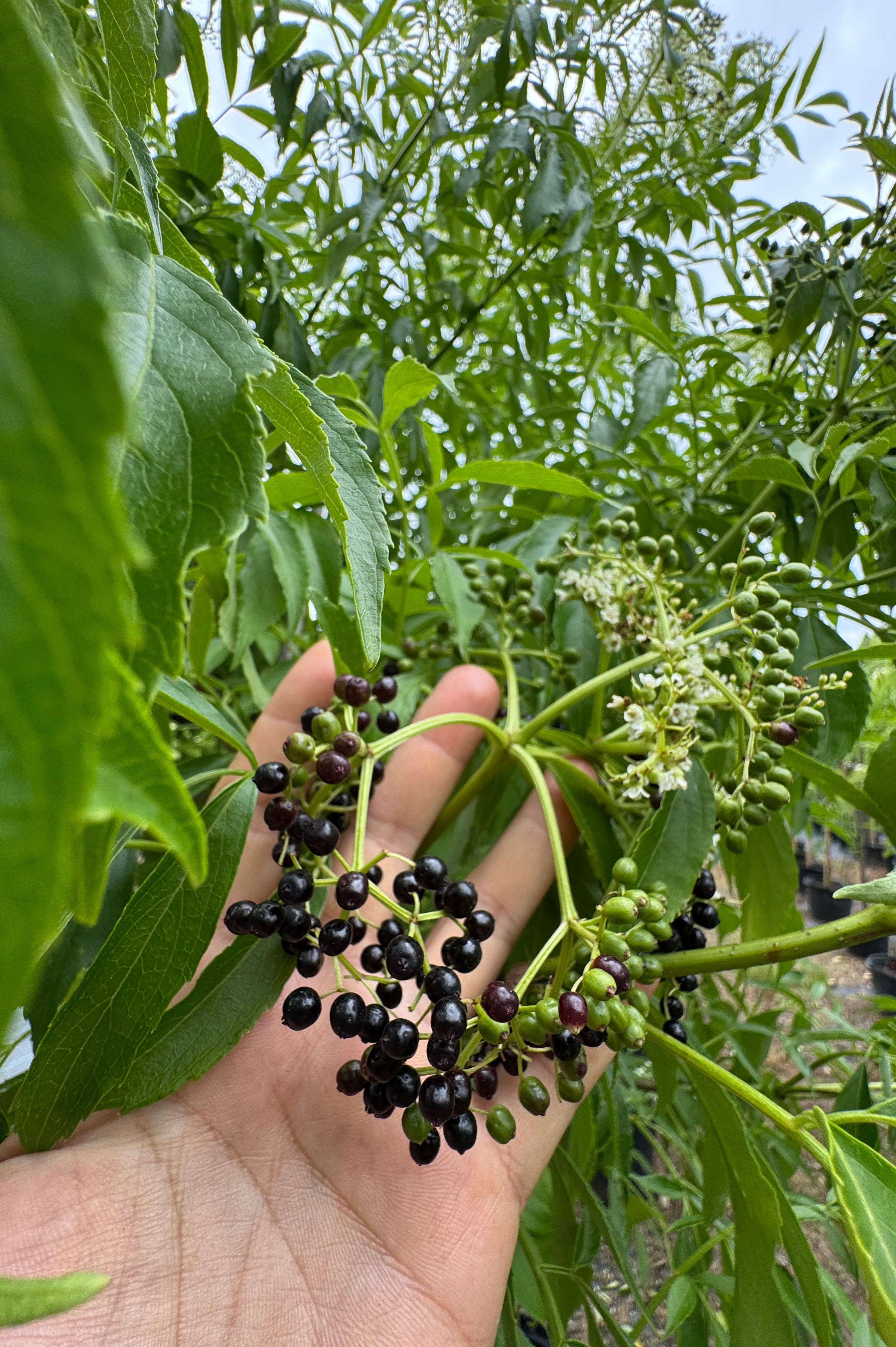 Native Elderberry (Sambucus Nigra)