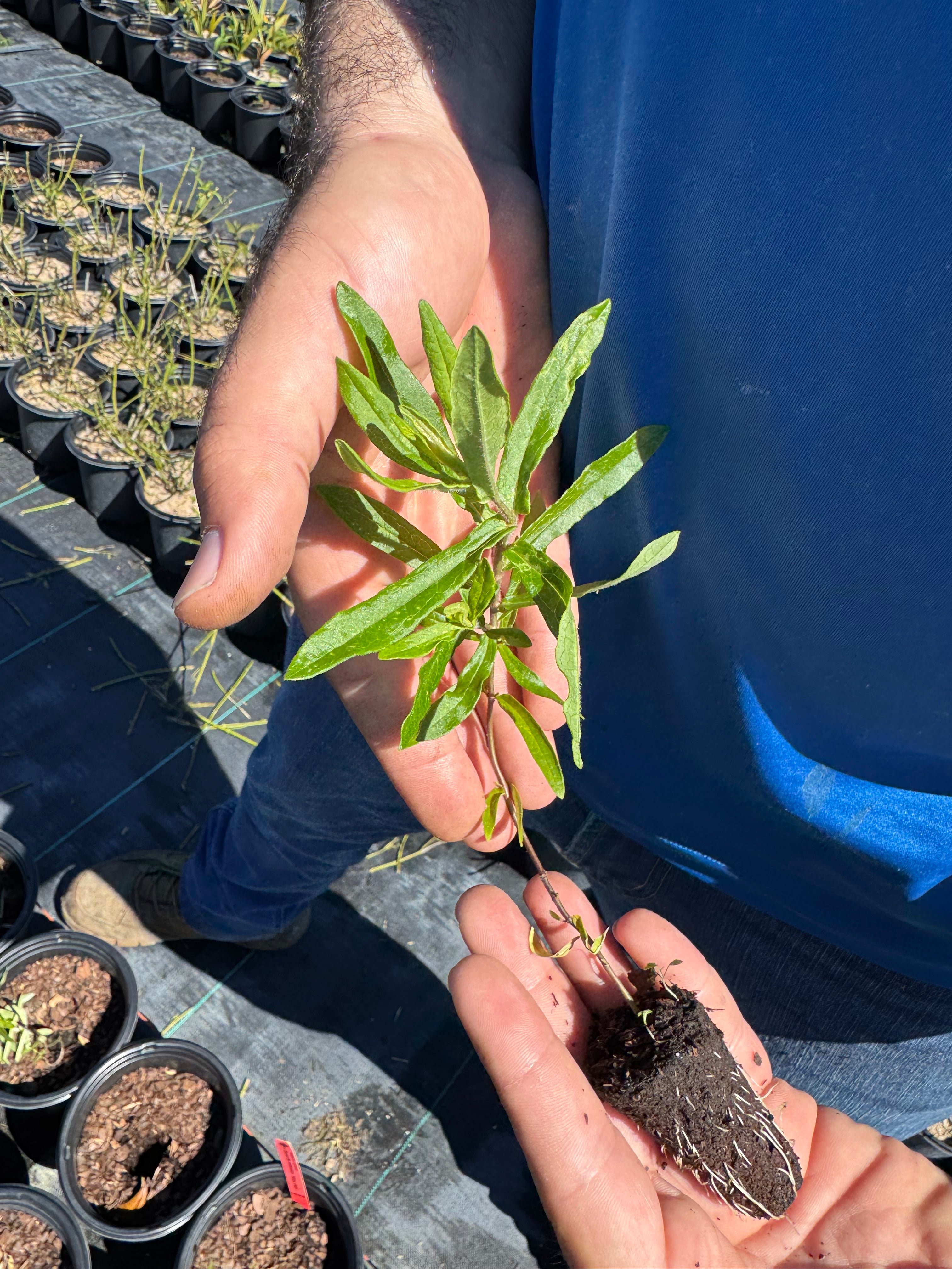 Native Milkweed Orange (Asclepias Tuberosa)