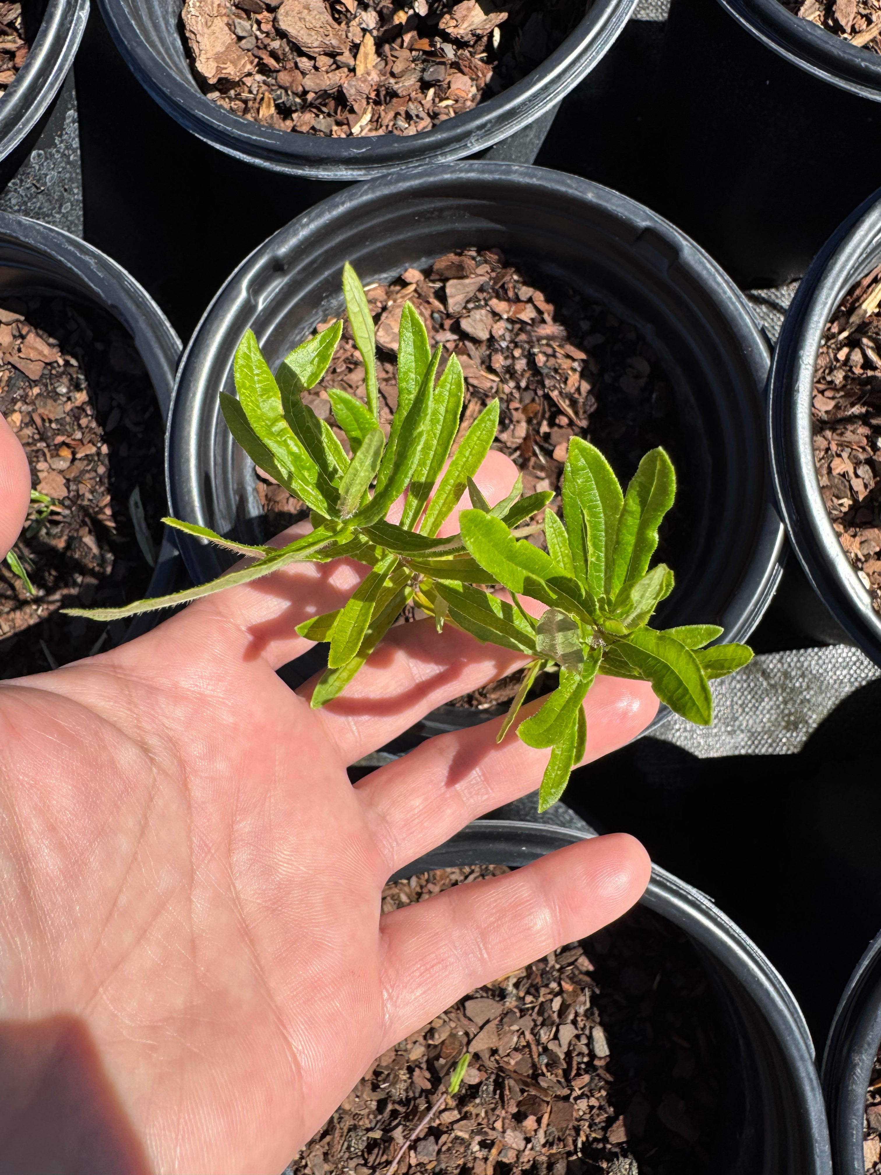 Native Milkweed Orange (Asclepias Tuberosa)