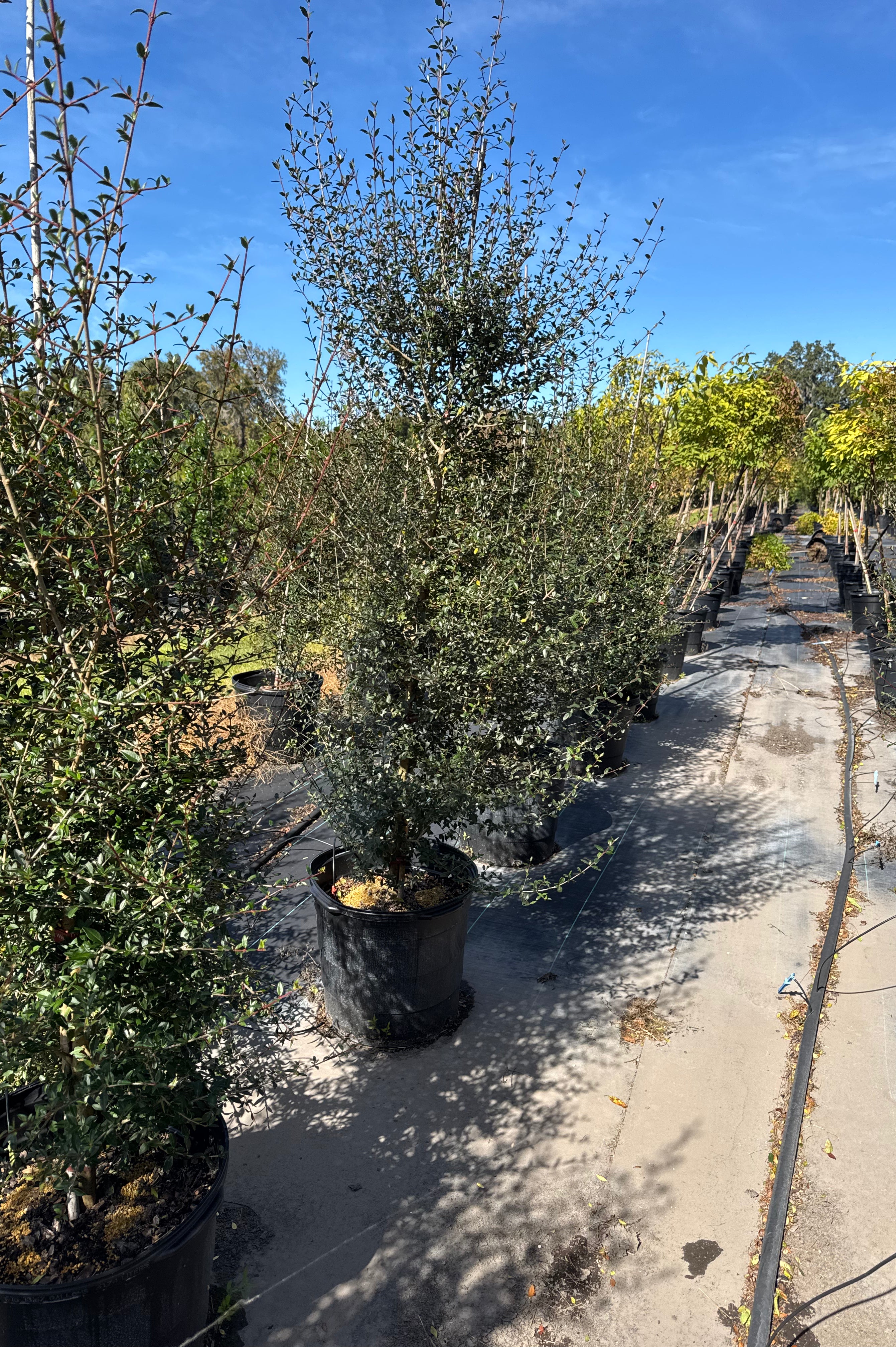 Row of potted trees in a nursery with a clear blue sky.