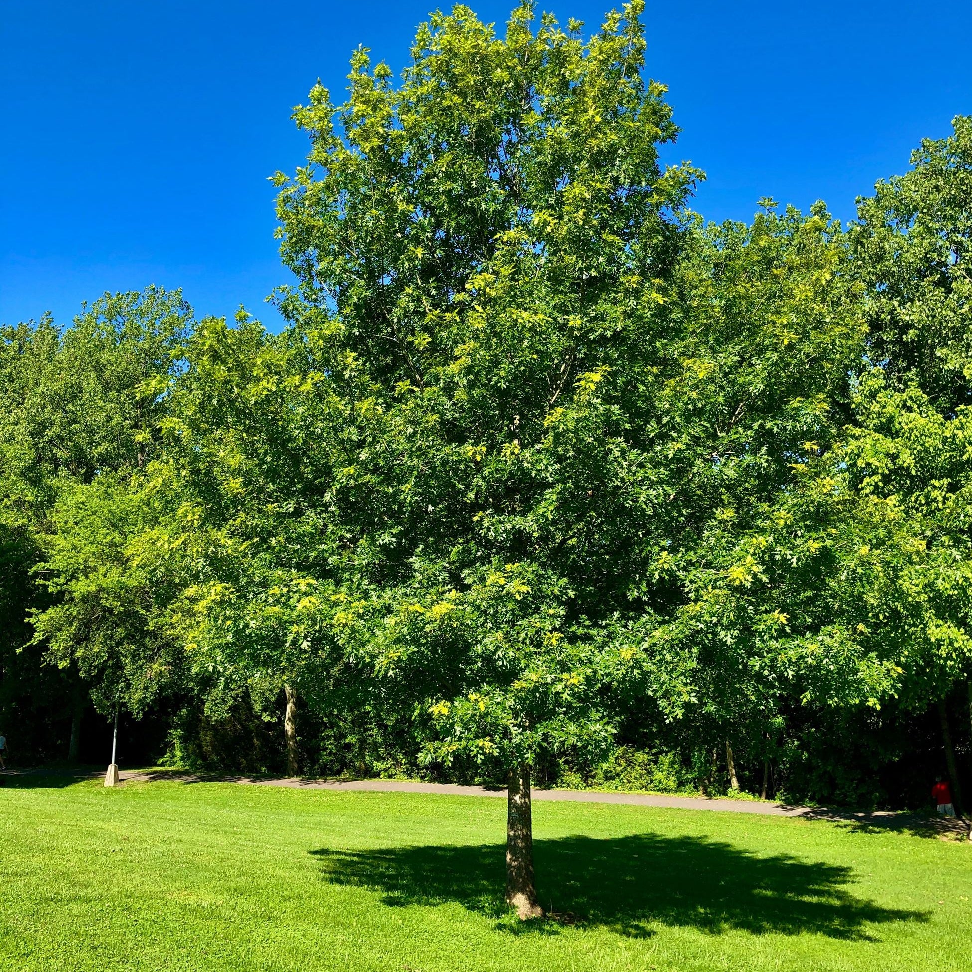 Nuttall Oak (Quercus Texana)