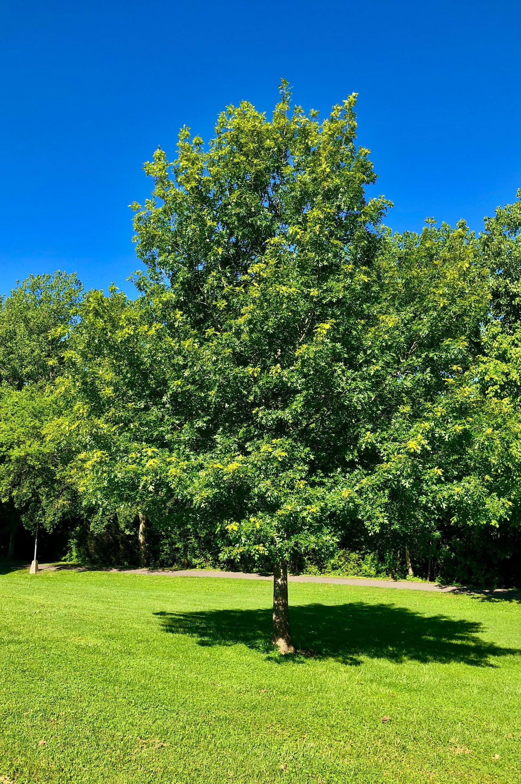Nuttall Oak (Quercus Texana)