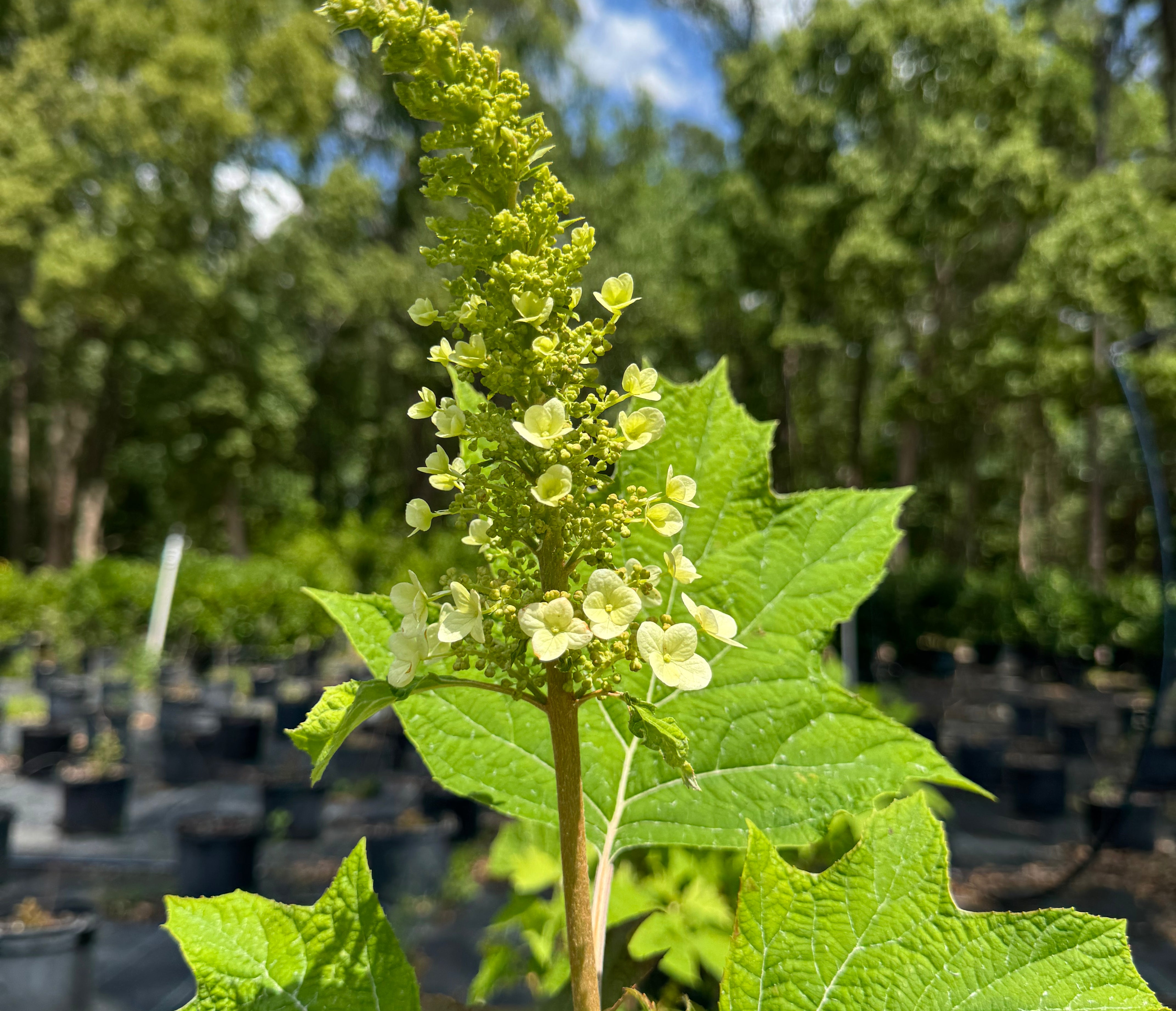 Oakleaf hydrangea 2c84ccca 743b 435b 8b04 ca918702aef3