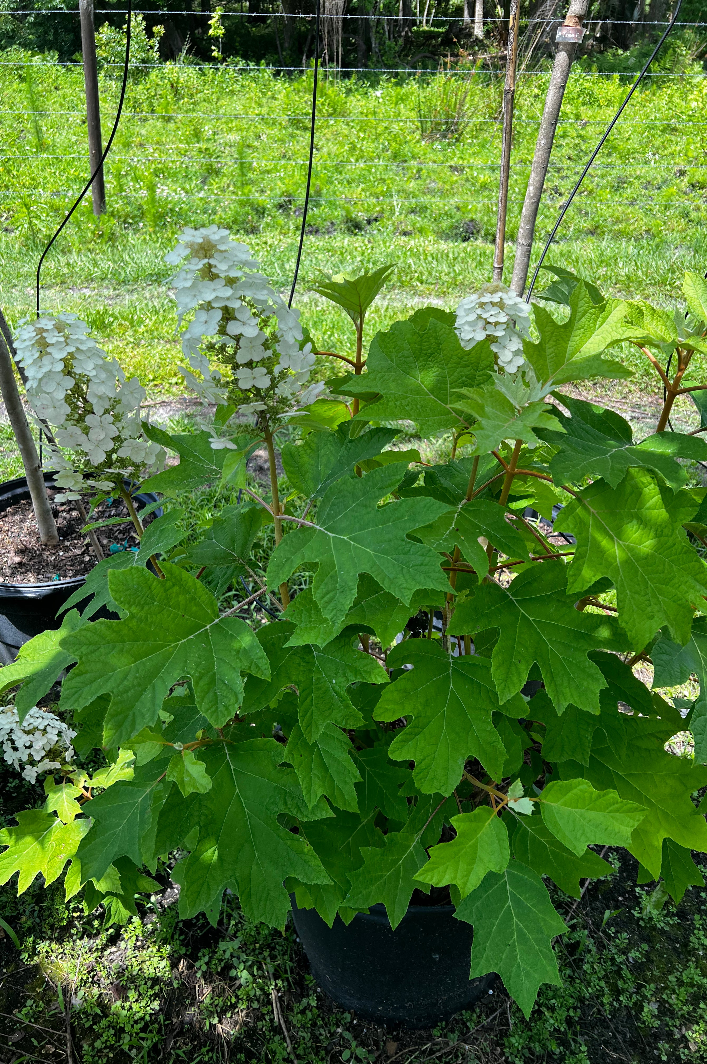 Oakleaf Hydrangea (Hydrangea Quercifolia)