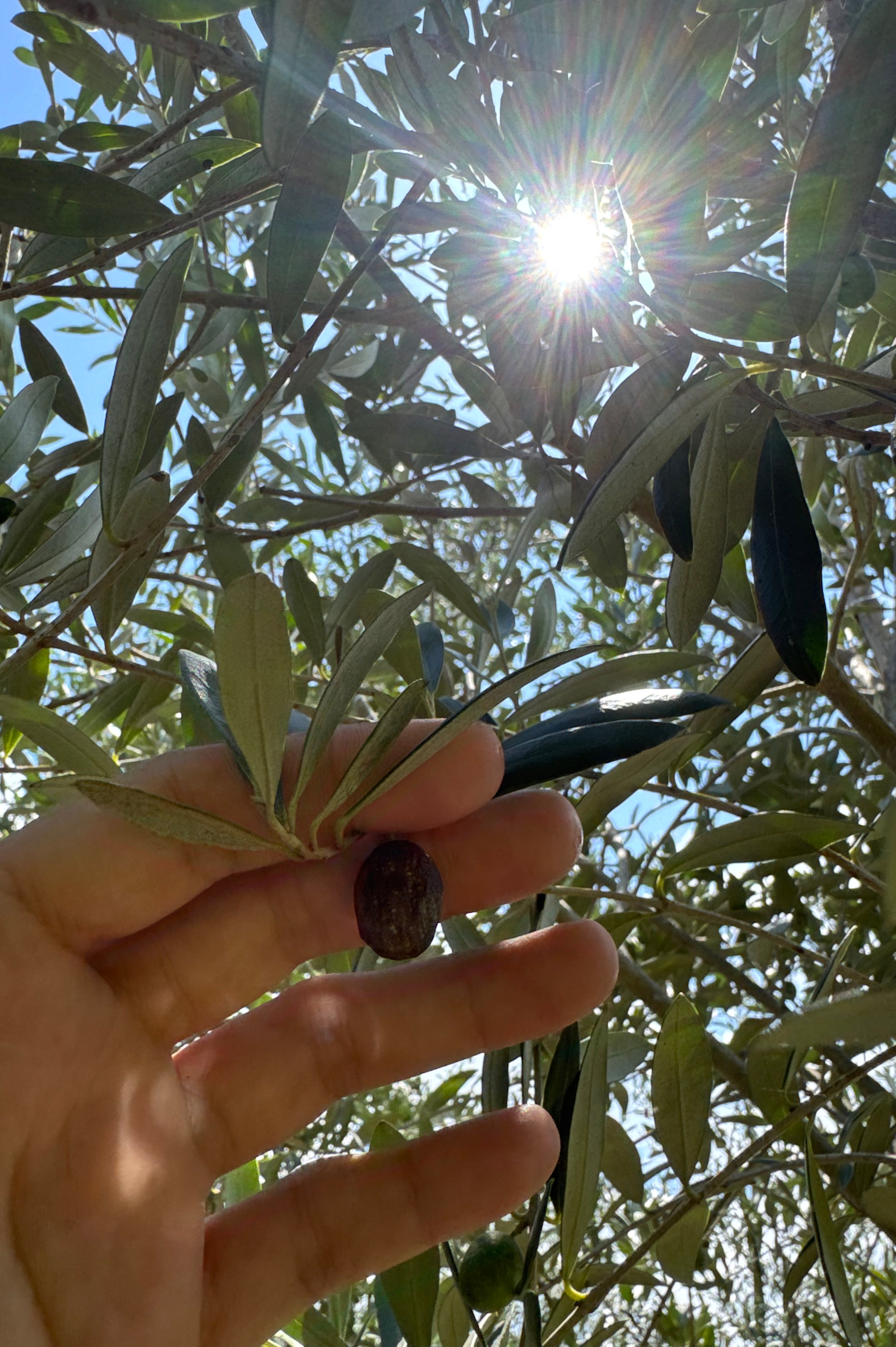 Arbequina Olive Tree (Olea europaea 'Arbequina')