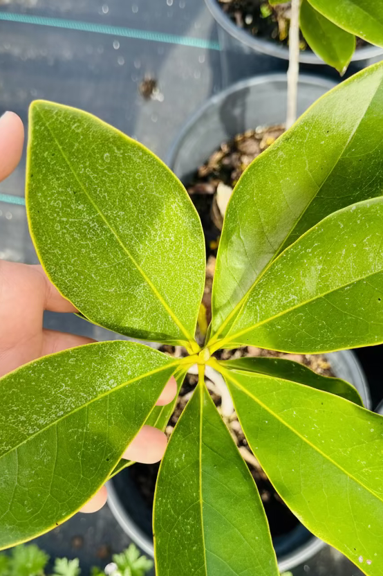 Original Southern Magnolia – From Seed (Magnolia grandiflora)