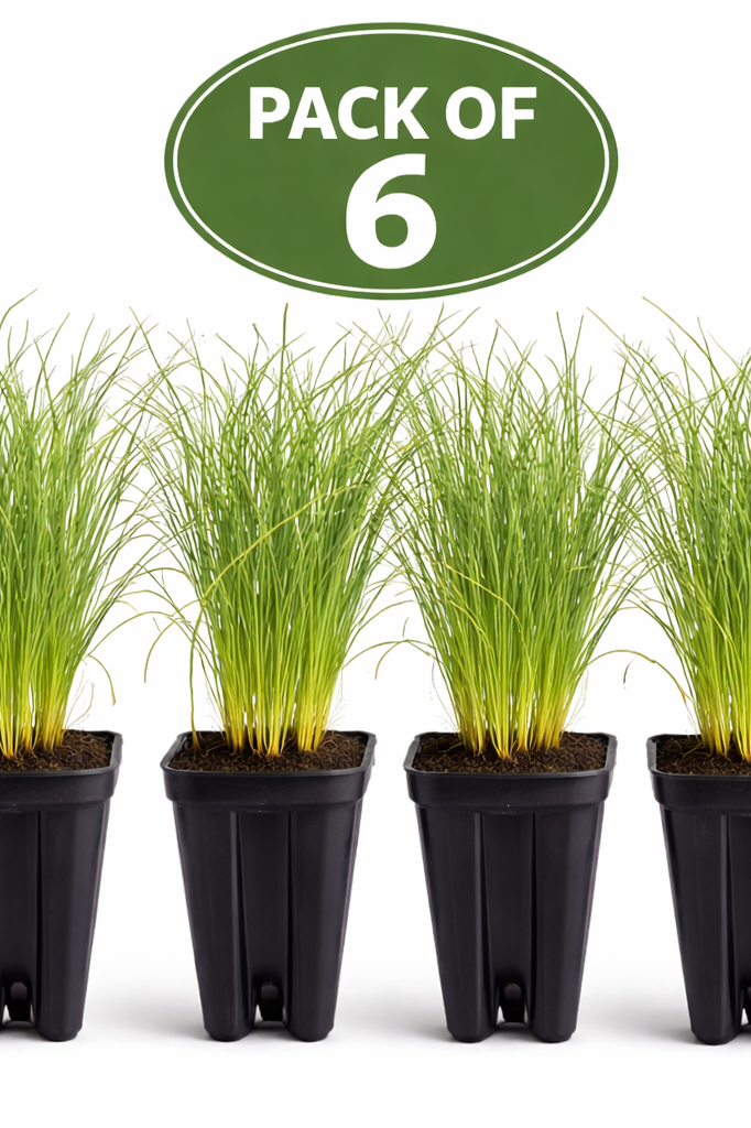 Long Leaf Pine (Pinus palustris)