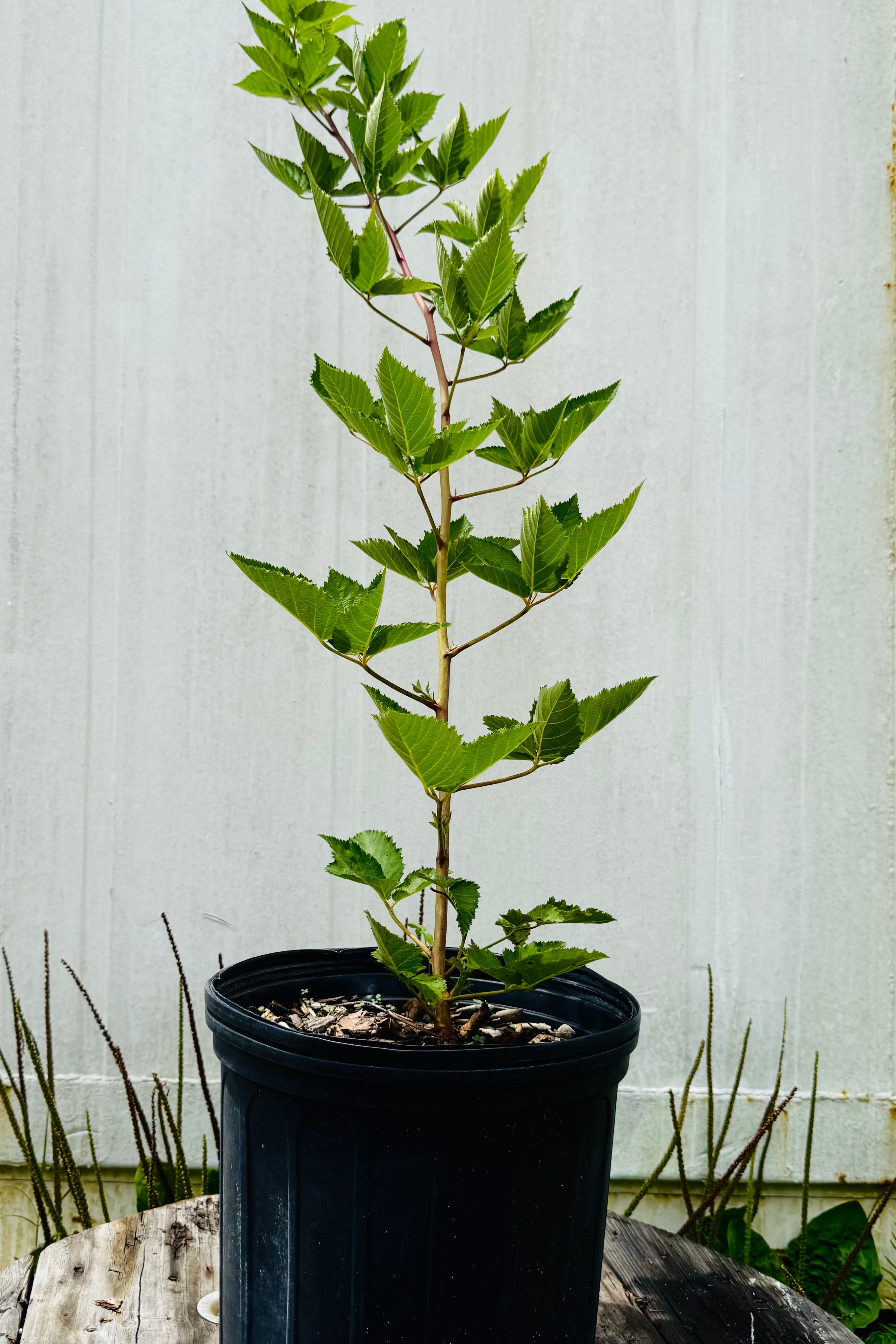 Prime-Ark® Freedom Blackberry Thornless (Rubus x)