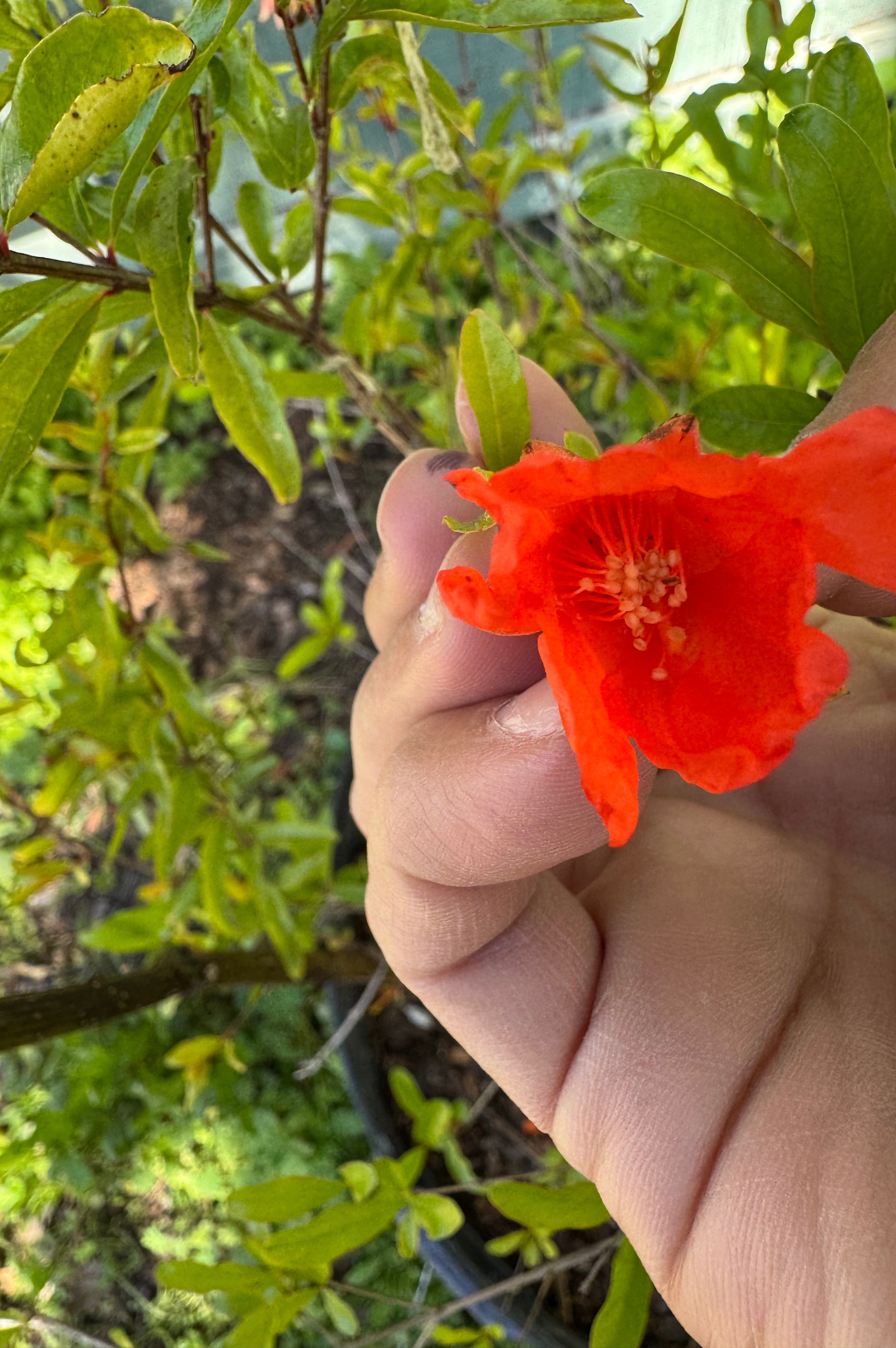 Pomegranate Saveh (Punica Shirin Saveh)