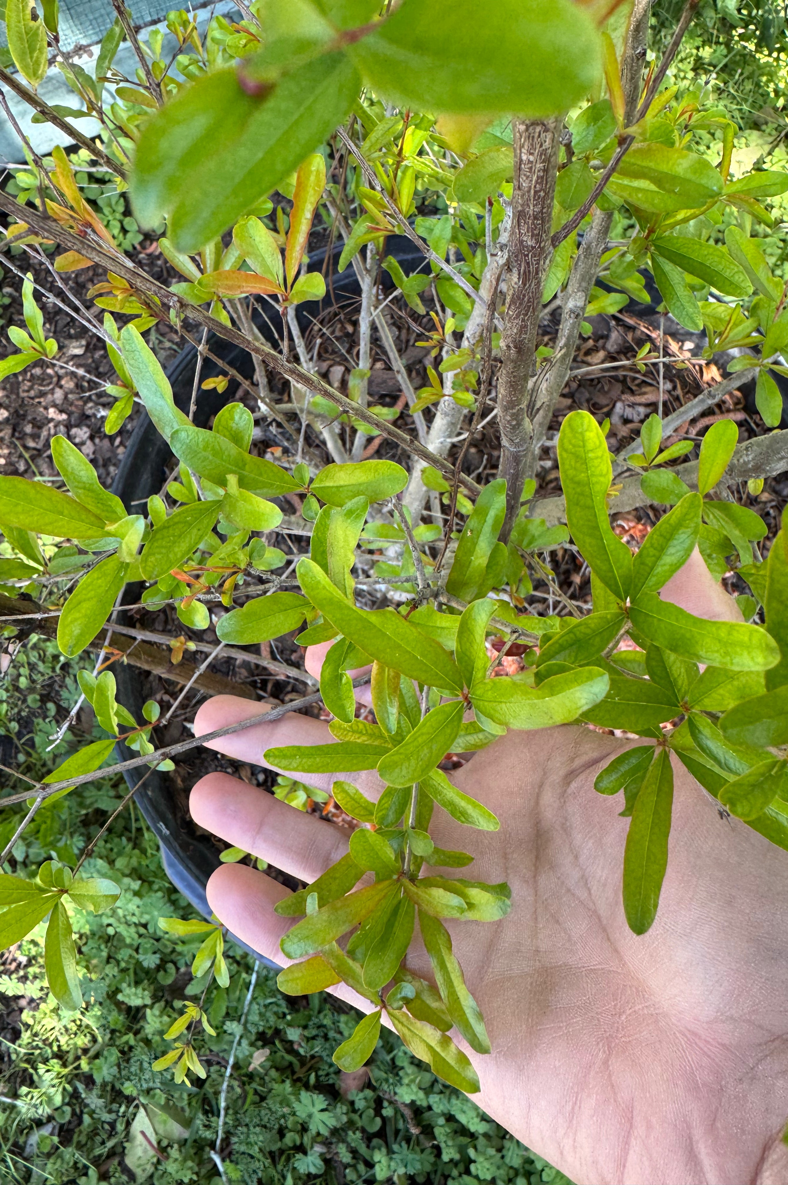 Pomegranate Saveh (Punica Shirin Saveh)