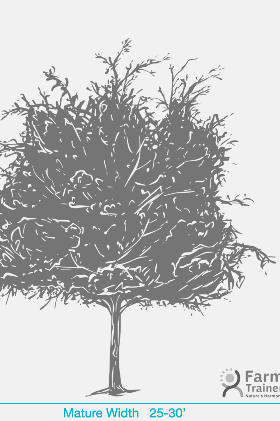 Winged Elm (Ulmus Alata)