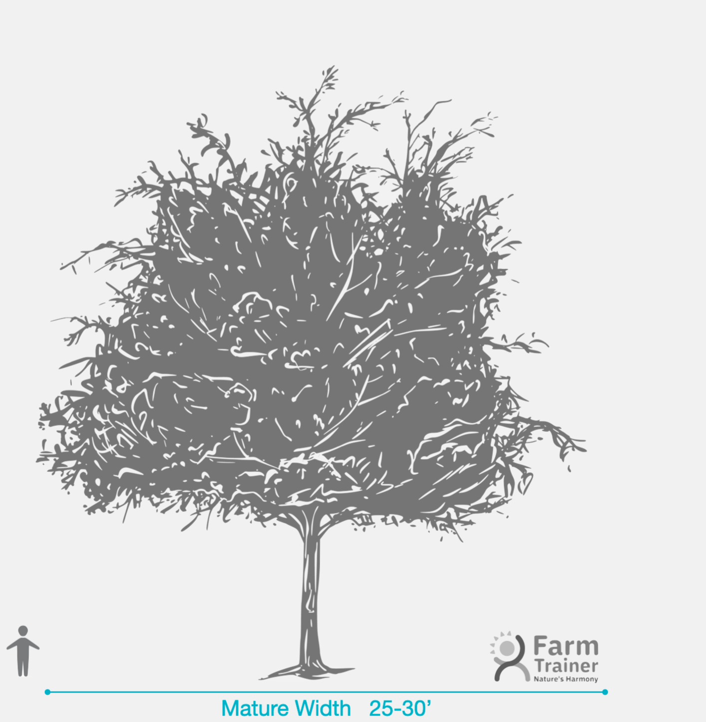 Winged Elm (Ulmus Alata)