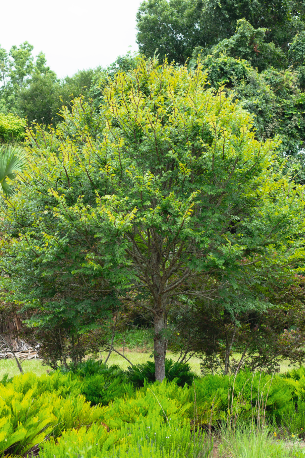 Winged Elm (Ulmus Alata)