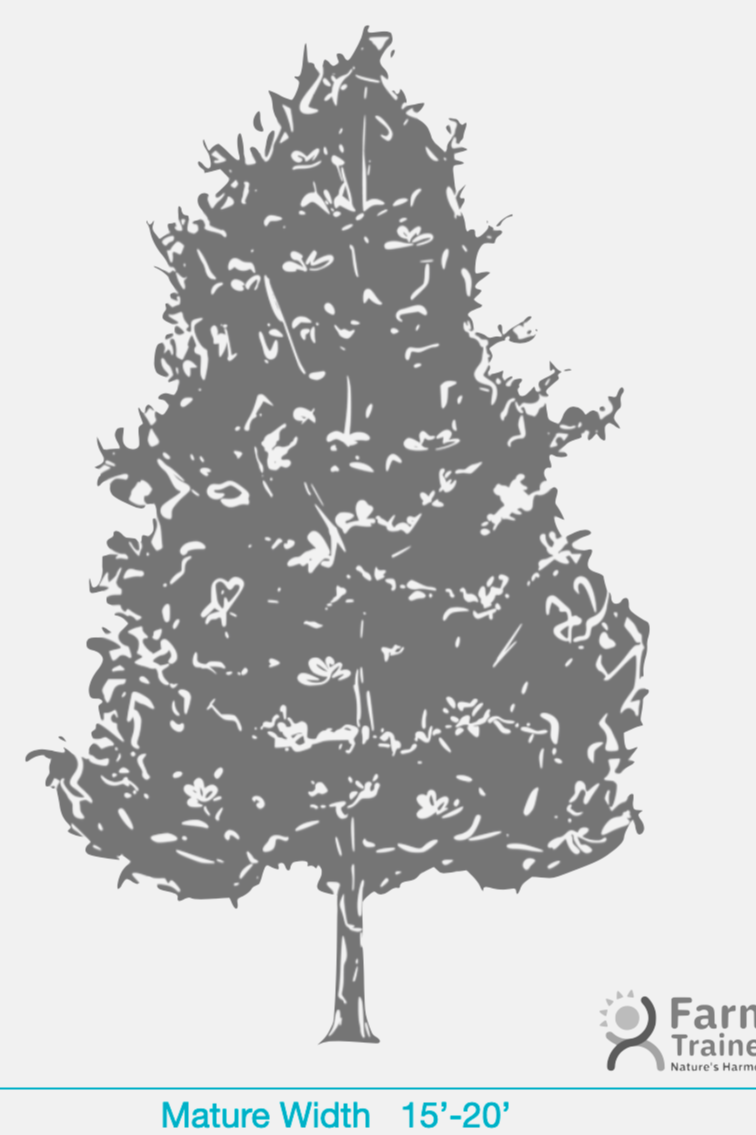 Bracken's Brown Beauty Magnolia (Magnolia Grandiflora)