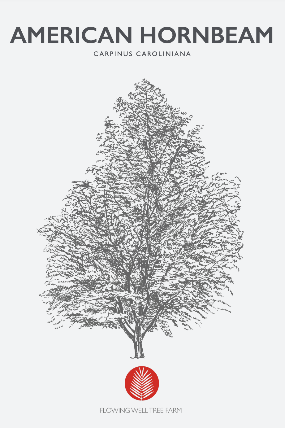 American Hornbeam (Carpinus Caroliniana) Coming Soon