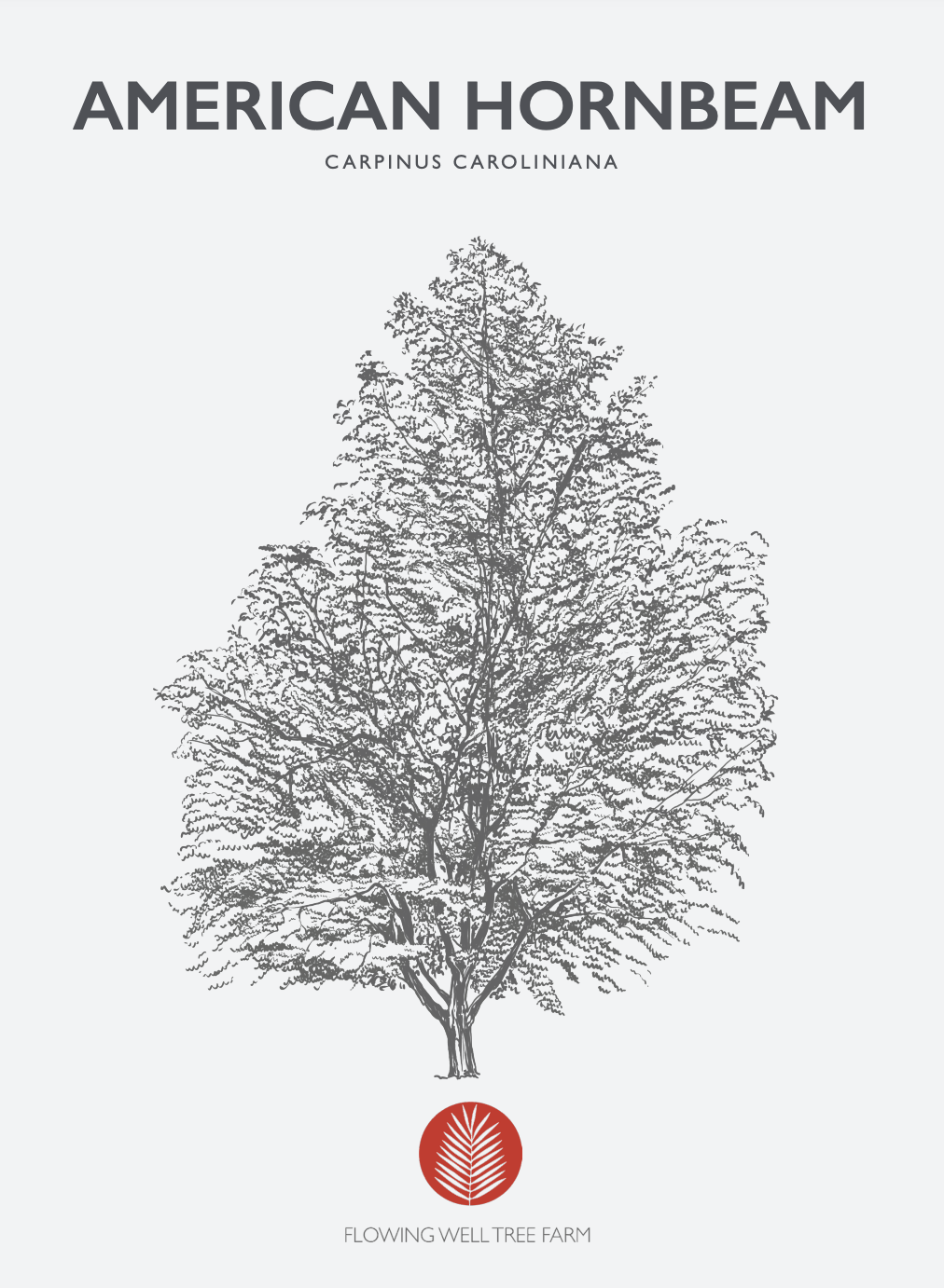 American Hornbeam (Carpinus Caroliniana) Liner & 3 Gallon