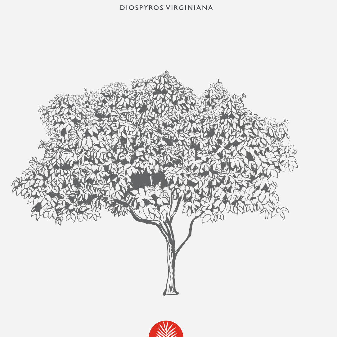 Persimmon Tree (Diospyros Virginiana)