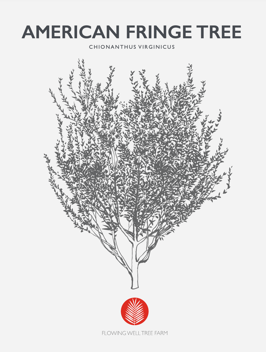 American Fringe Tree (Chionanthus Virginicus)