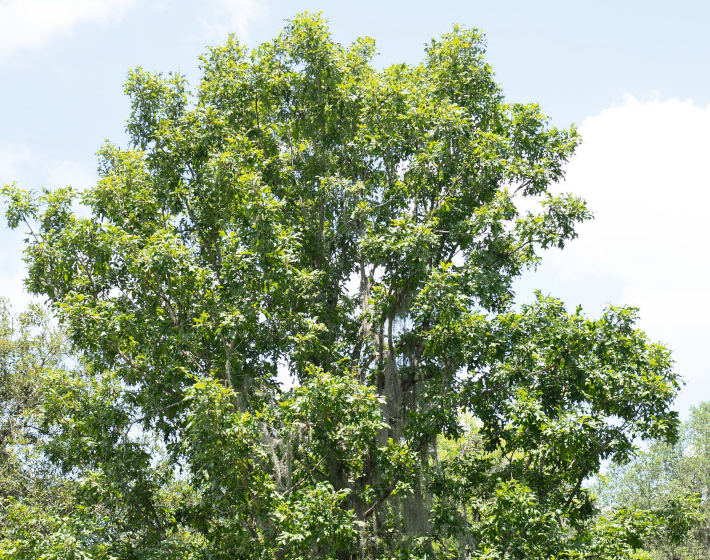 Overcup Oak (Quercus Lyrata)