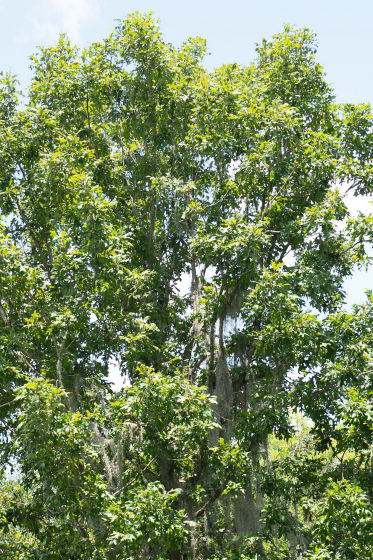 Overcup Oak (Quercus Lyrata)