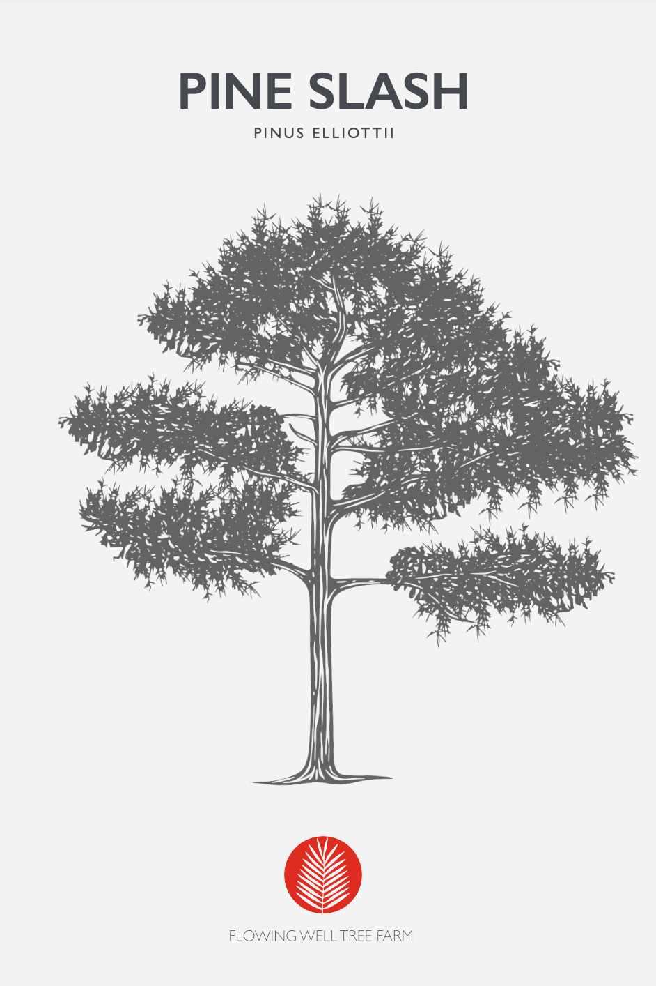 Florida Native Slash Pine (Pinus Elliottii)