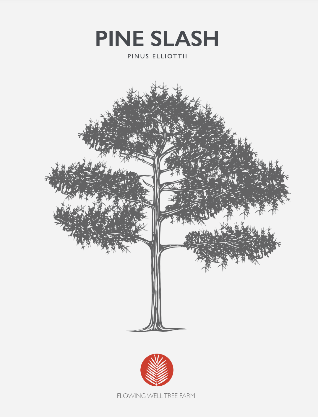 Native Slash Pine (Pinus Elliottii)