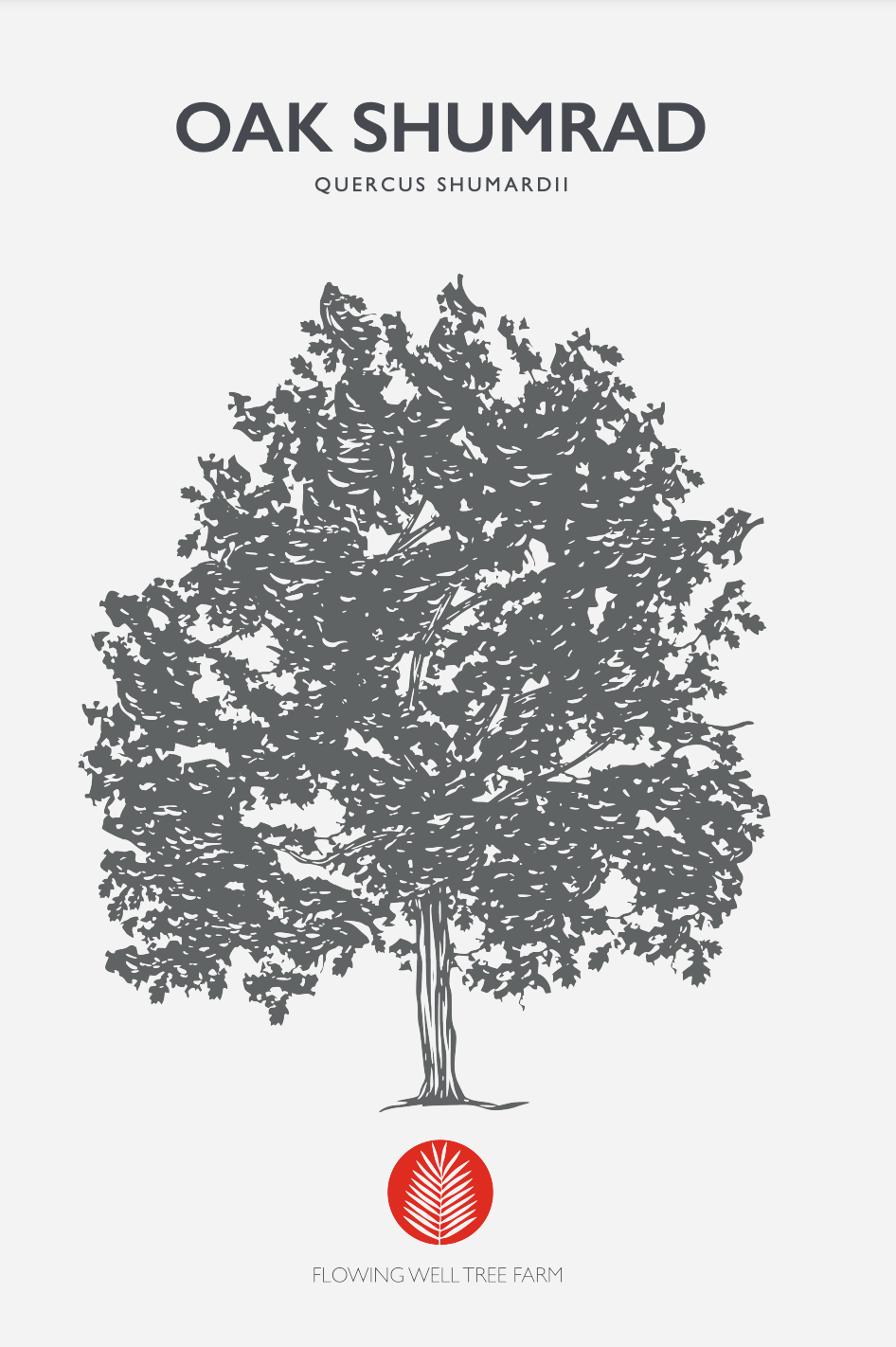 Shumard Oak (Quercus Shumardii)