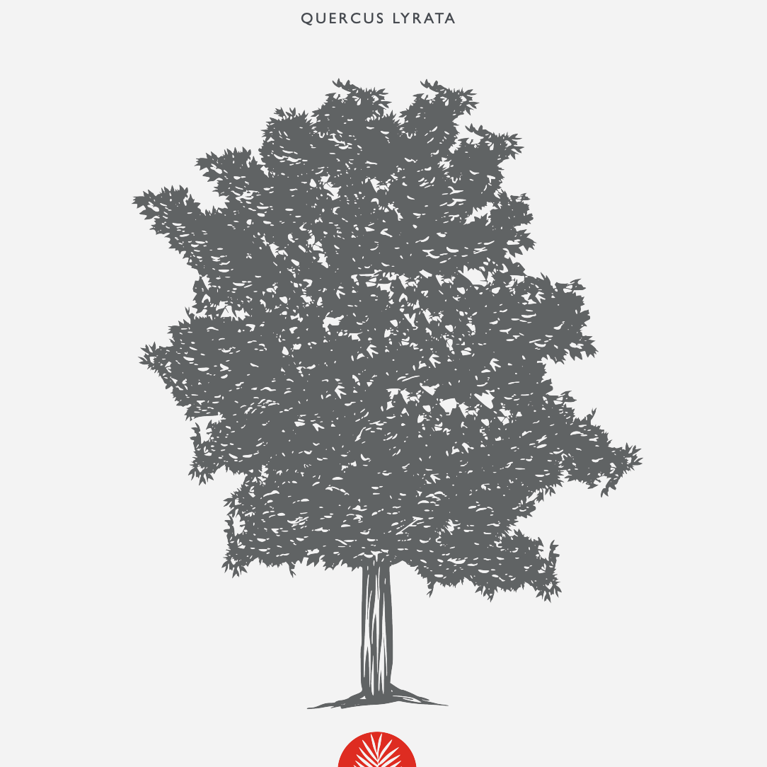 Overcup Oak (Quercus Lyrata)