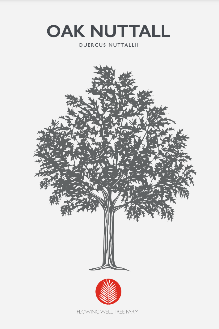 Nuttall Oak (Quercus Texana) Florida Native