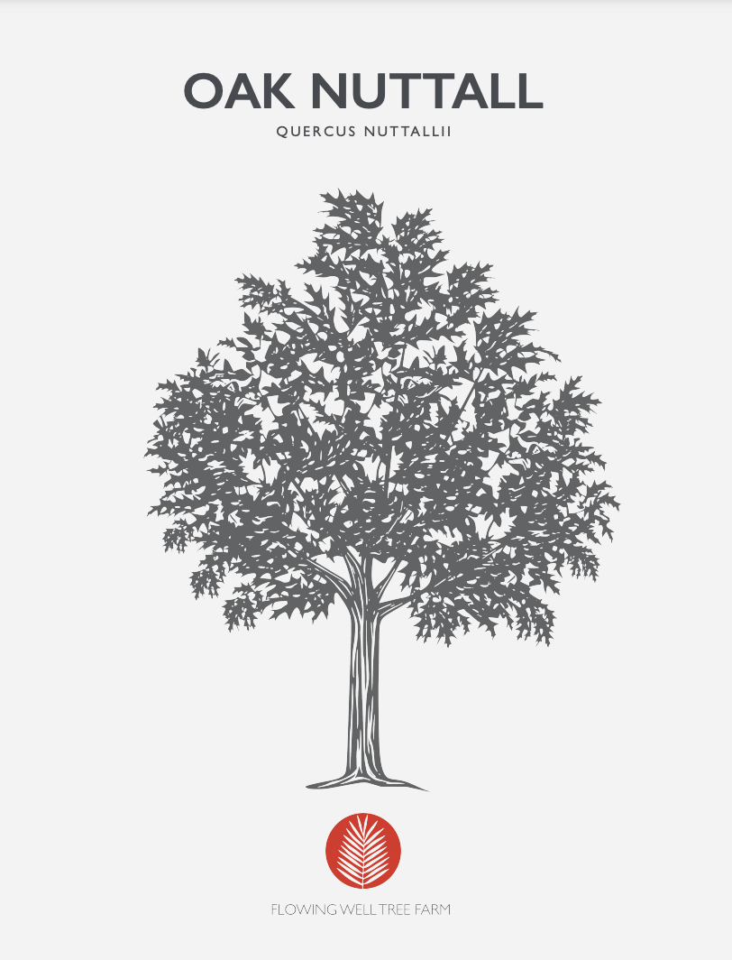 Nuttall Oak (Quercus Texana)