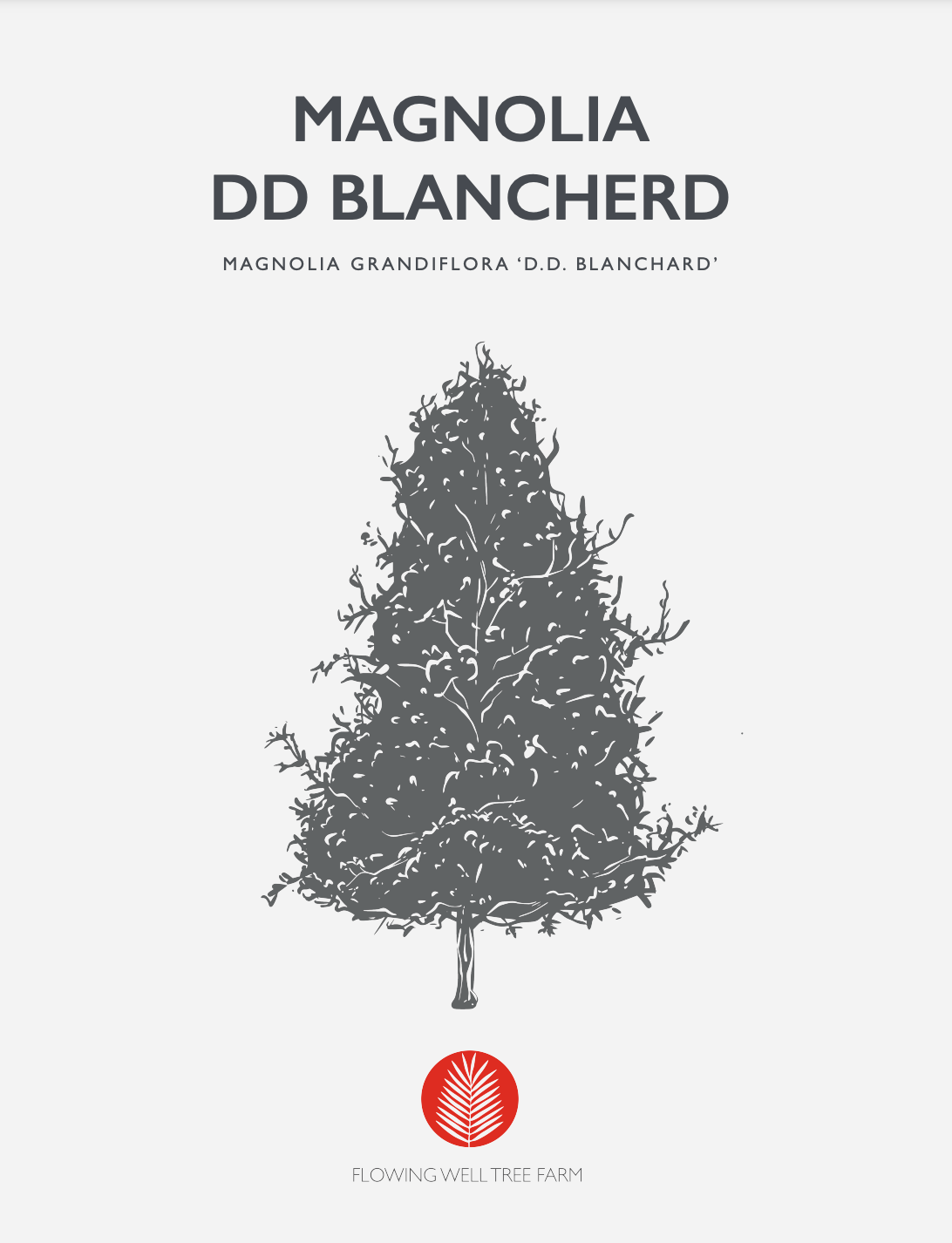 DD Blanchard Magnolia (Magnolia Grandiflora)