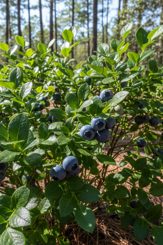 Shiny Blueberry (Vaccinium myrsinites)