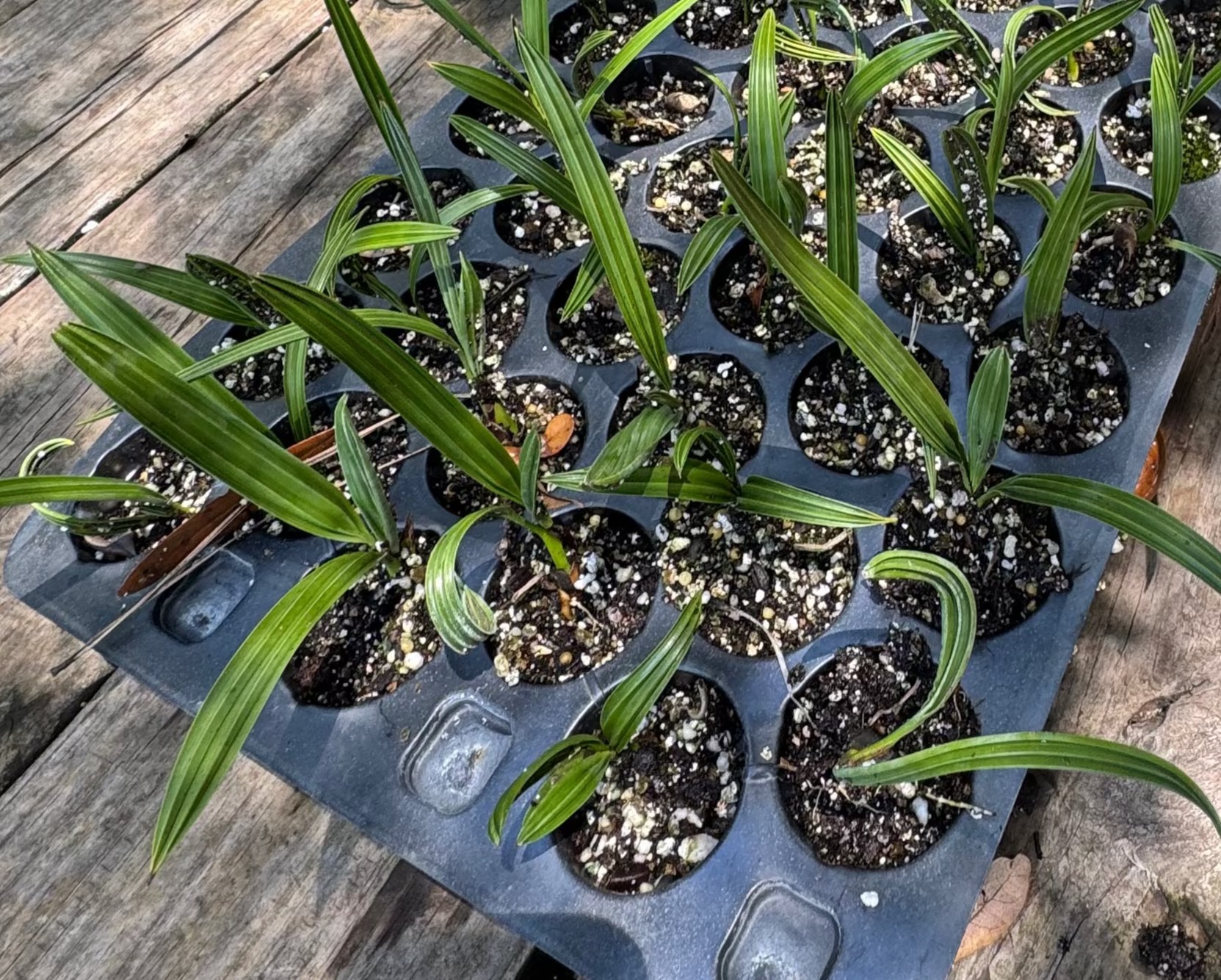 Silver Sal Palmettos 1 Gallon (Serenoa repens 'Silver') Pre-Order March 2026*