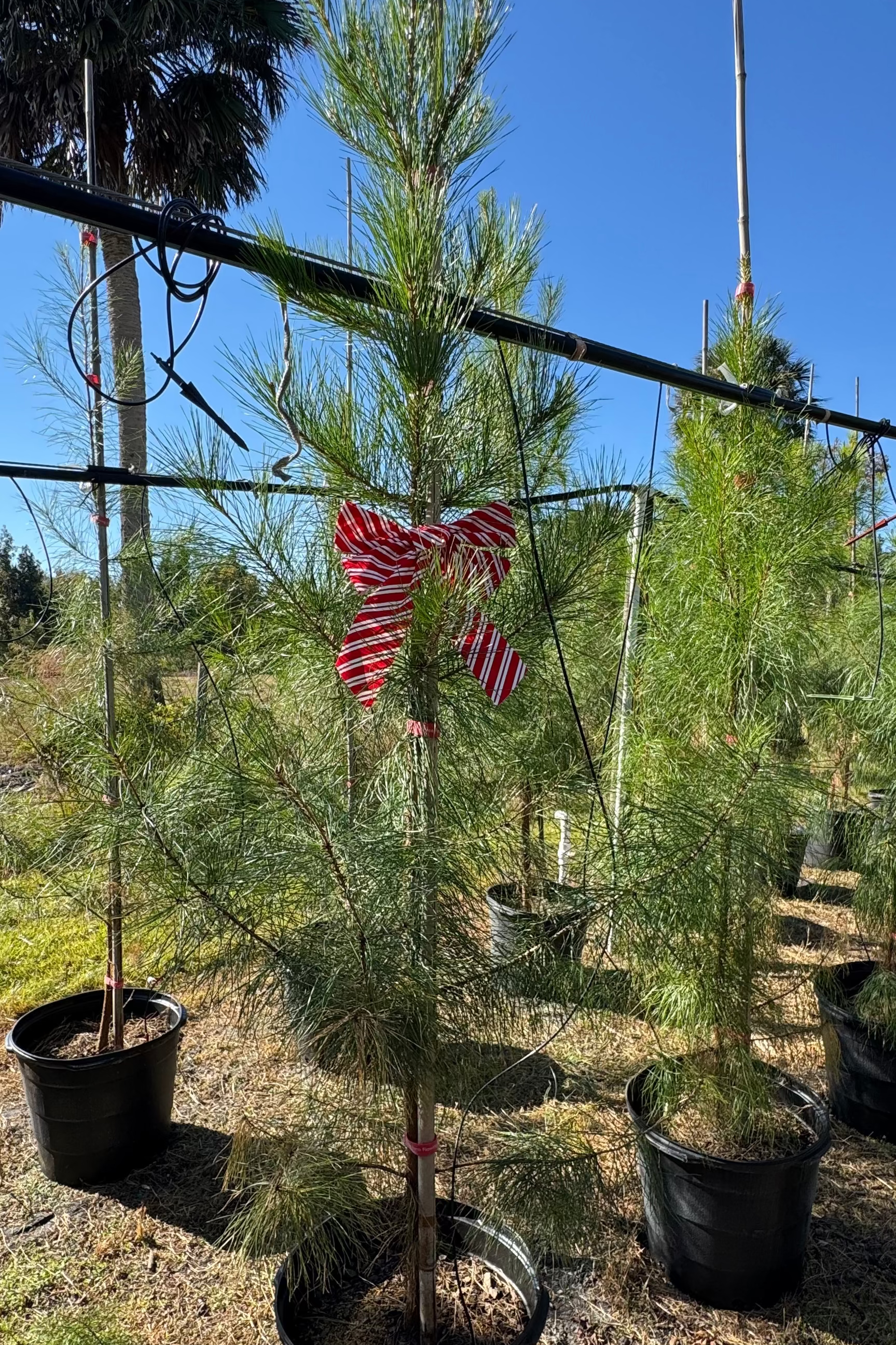 SUPER SALE Native Slash Pine (Pinus Elliottii)