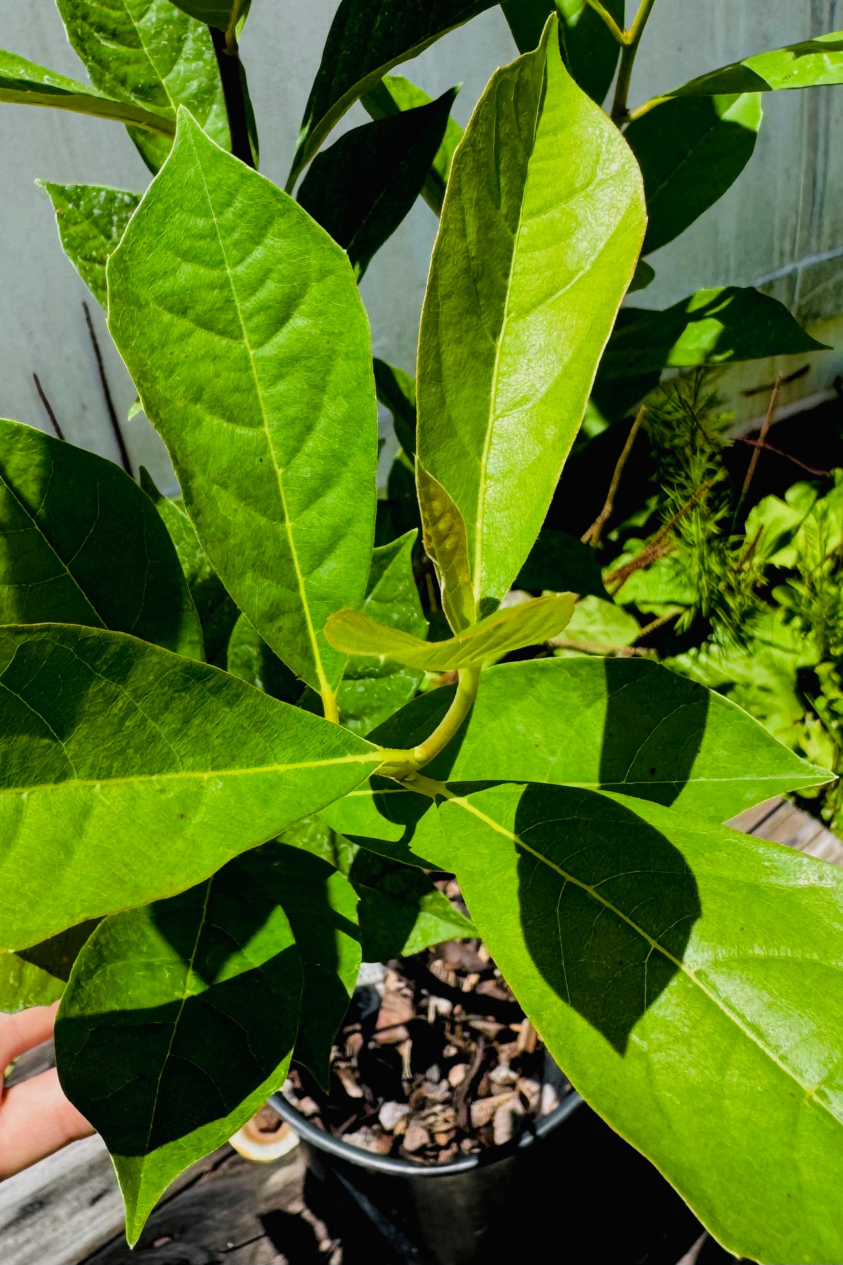 Swamp Tupelo (Nyssa biflora)