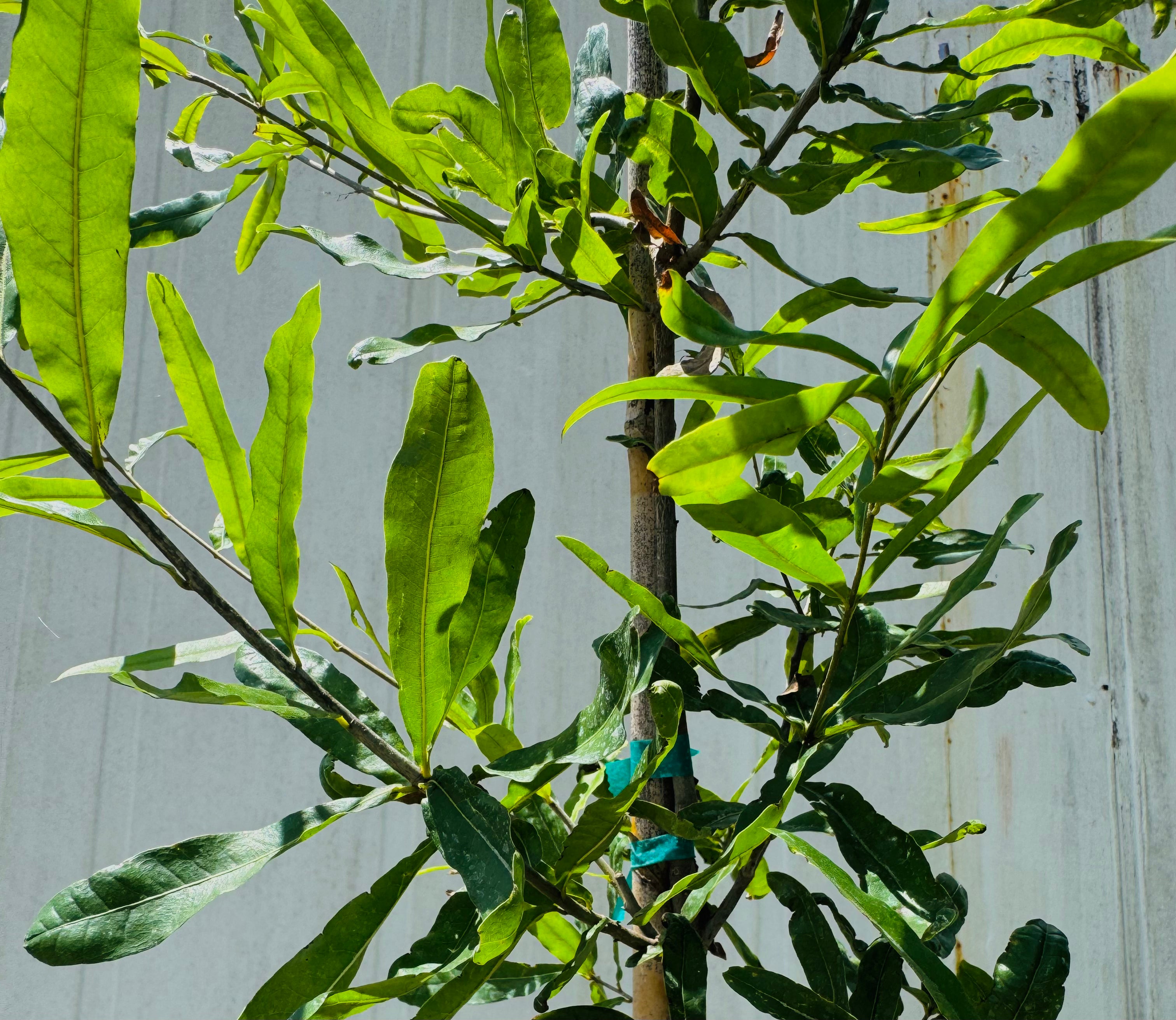 Willow Oak (Quercus Phellos)