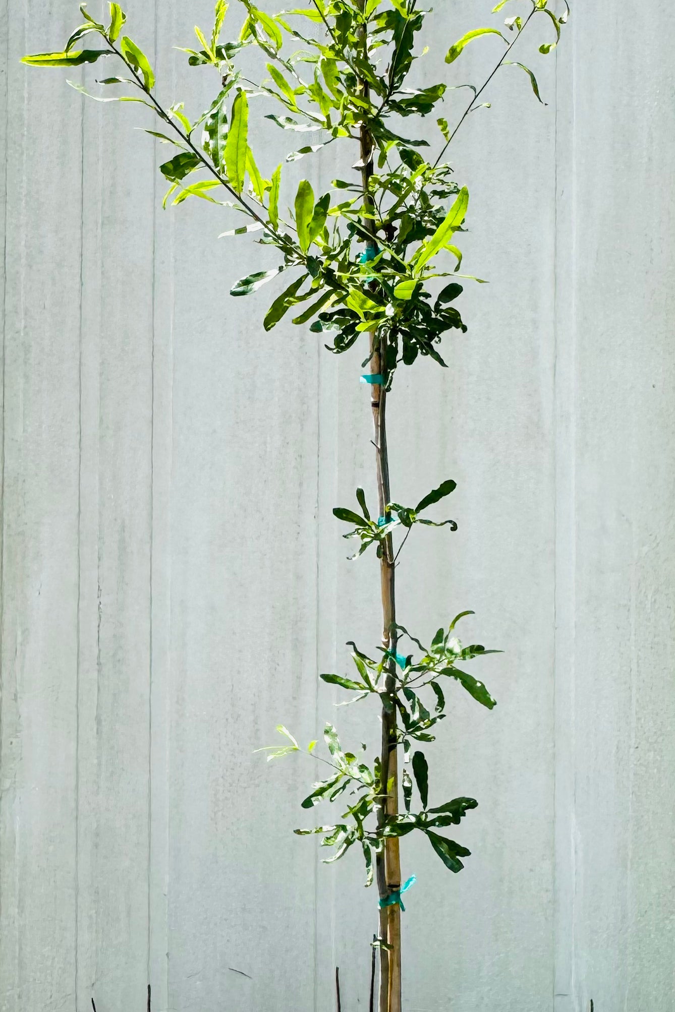 SUPER SALE Willow Oak (Quercus Phellos)