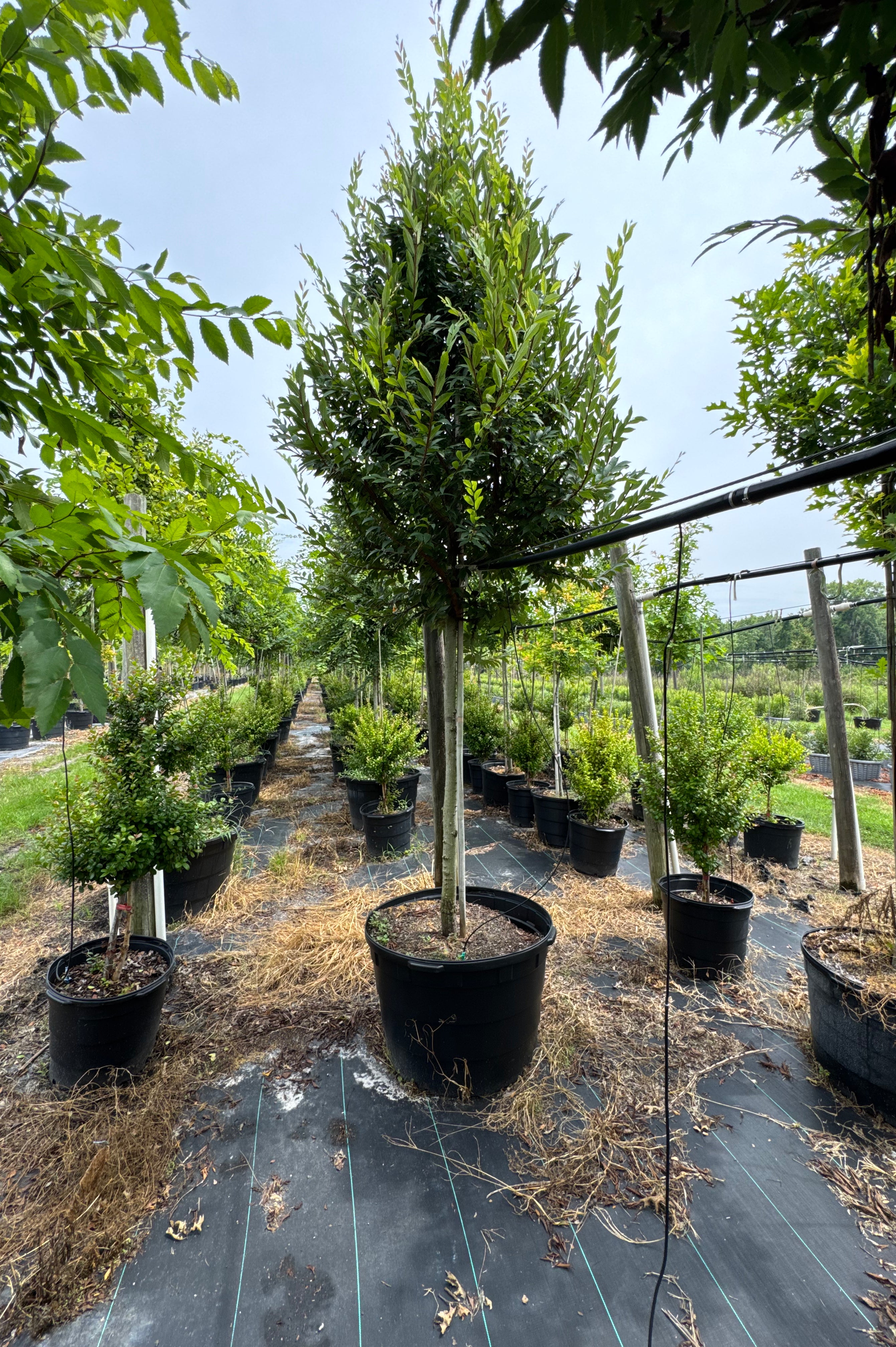 Winged Elm (Ulmus Alata)