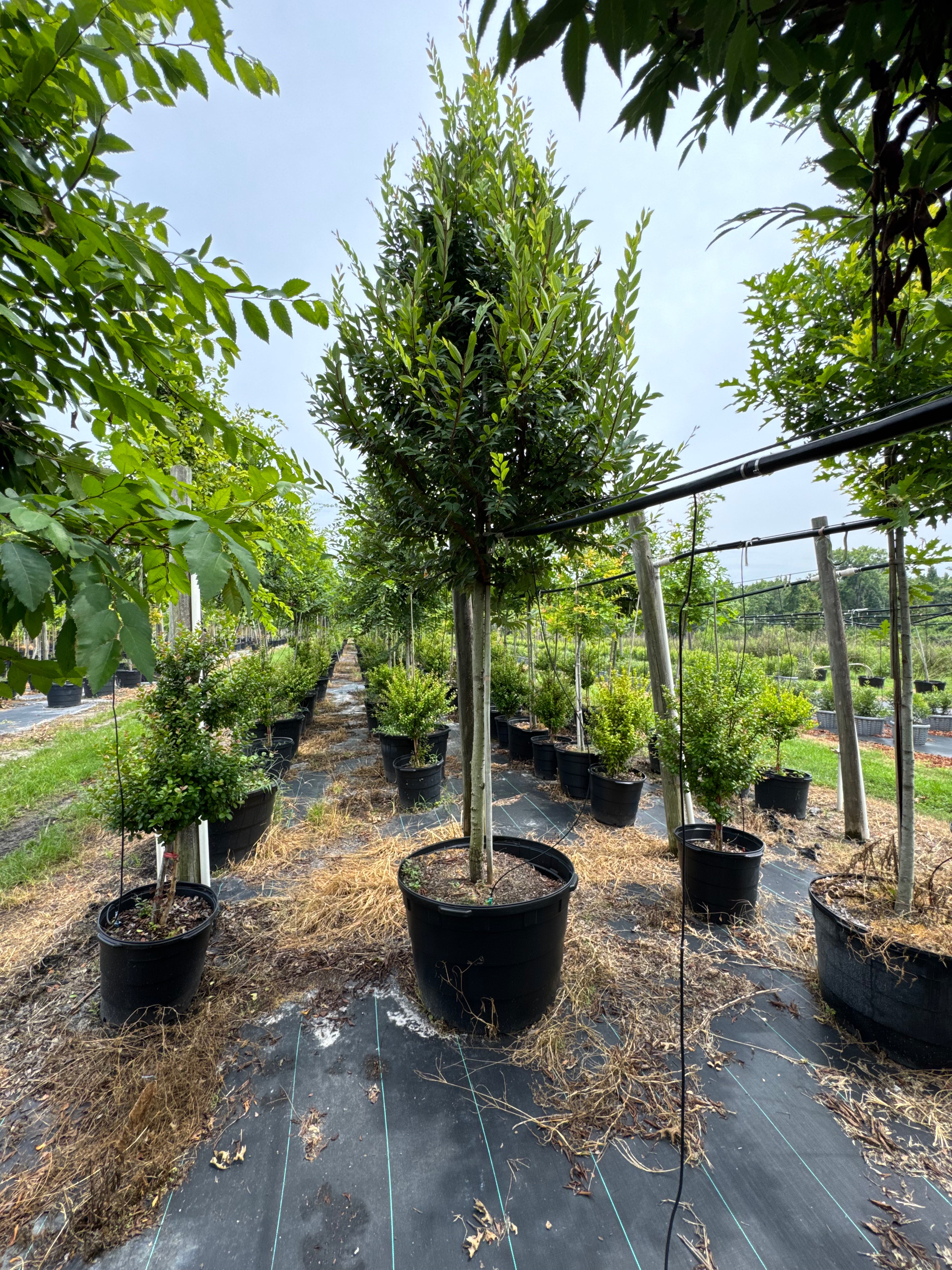 Winged Elm (Ulmus Alata)