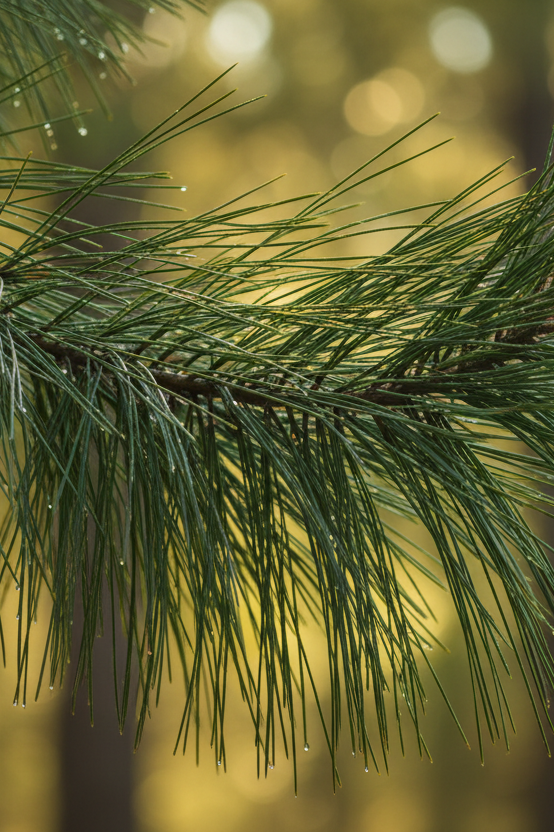 Long Leaf Pine (Pinus palustris)