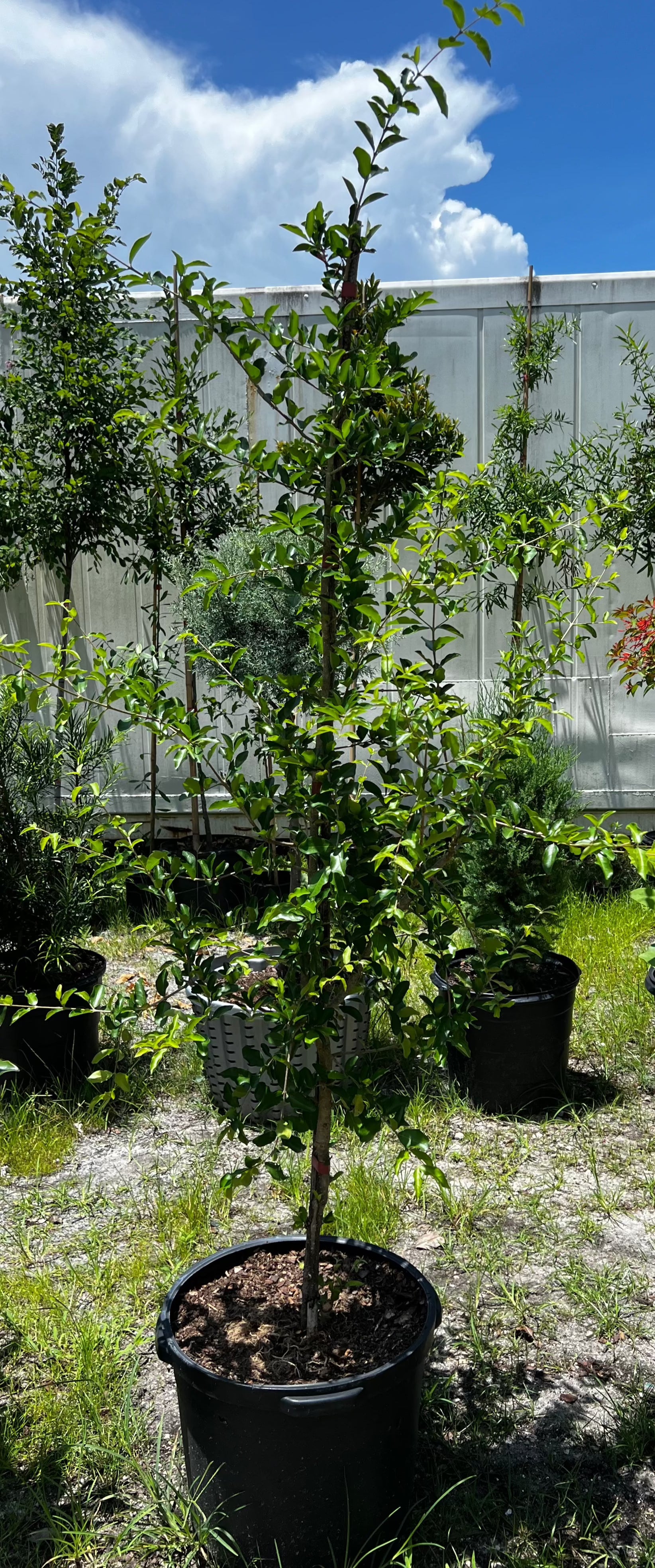 Barbados Cherry (Malpighia Emarginata)