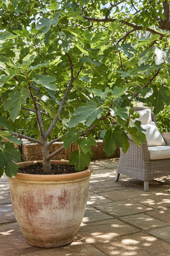 Fig Celeste (Ficus carica ‘Celeste’) as patio plant
