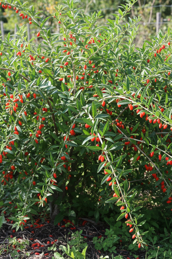 Goji Berry (Lycium barbarum) mature