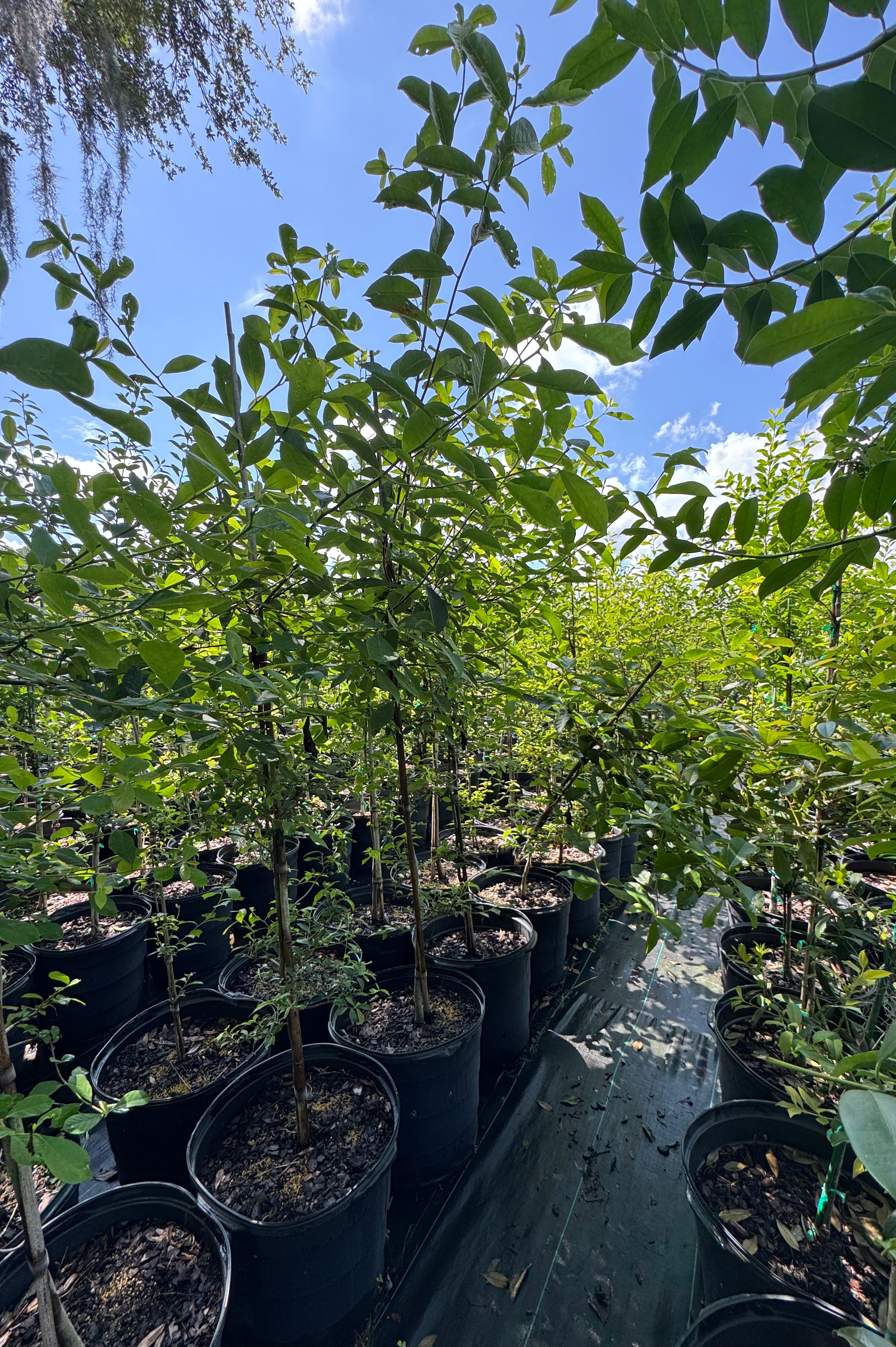 Highland Tupelo Tree (Nyssa sylvatica)