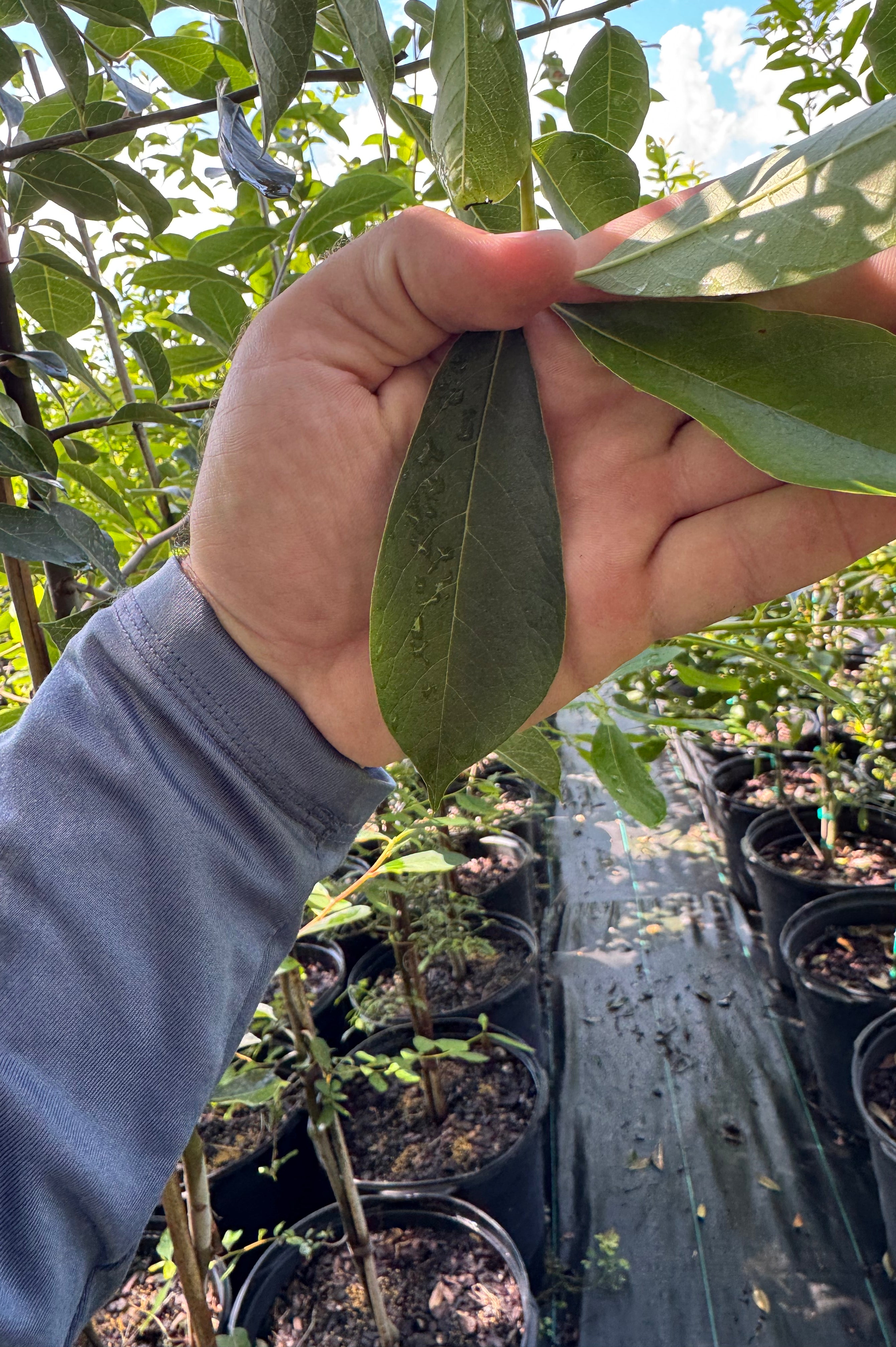 Highland Tupelo Tree (Nyssa sylvatica)